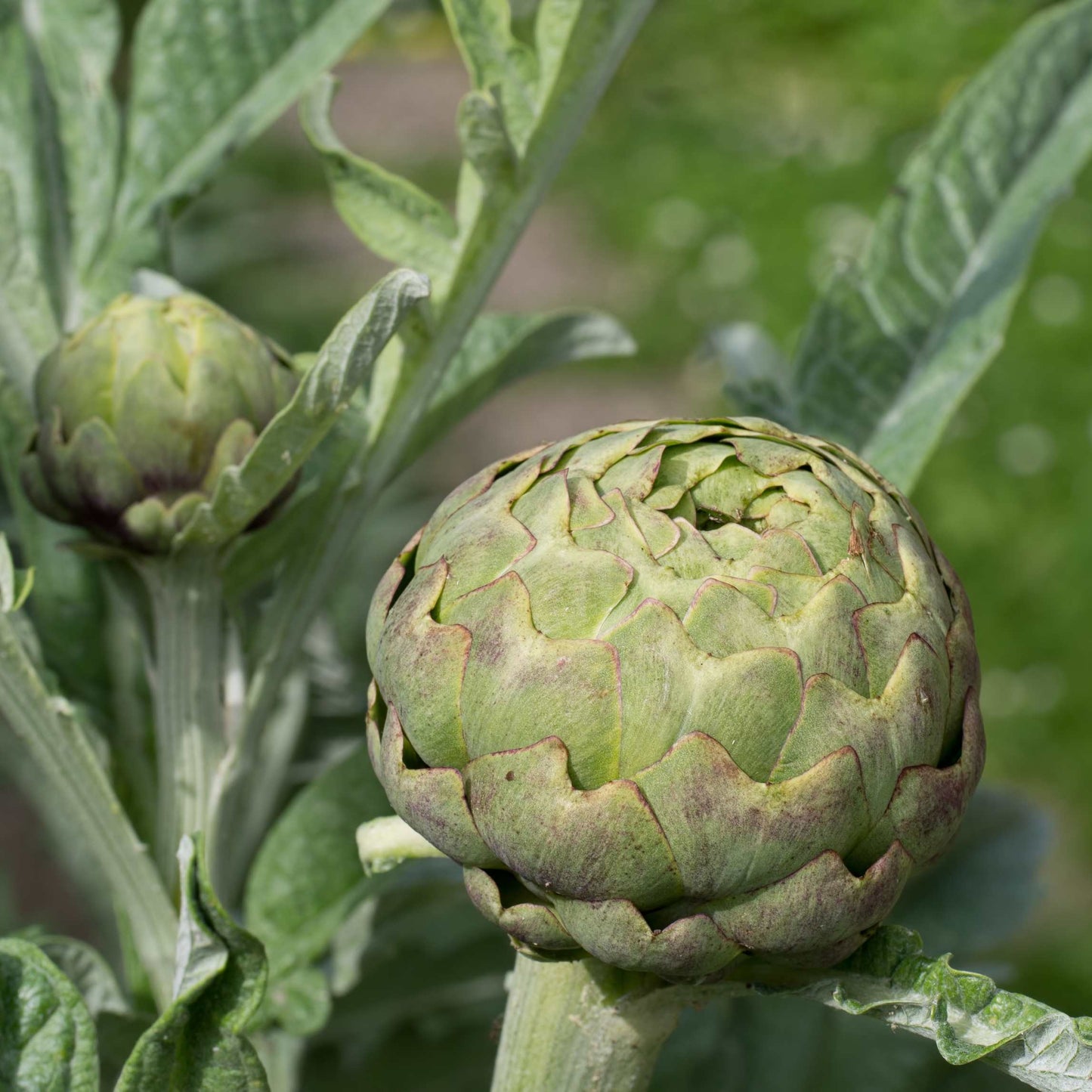 100pcs Organic Artichoke Seeds Pack