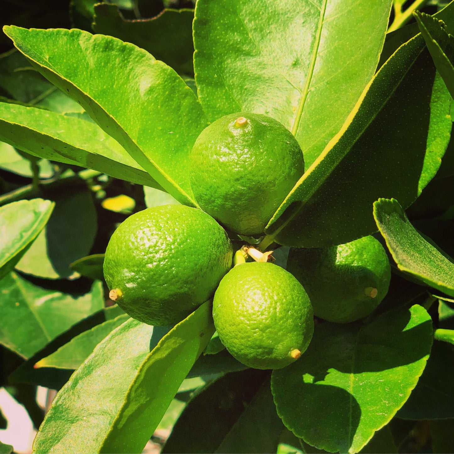 10Pcs Organic Kaffir Lime Seeds