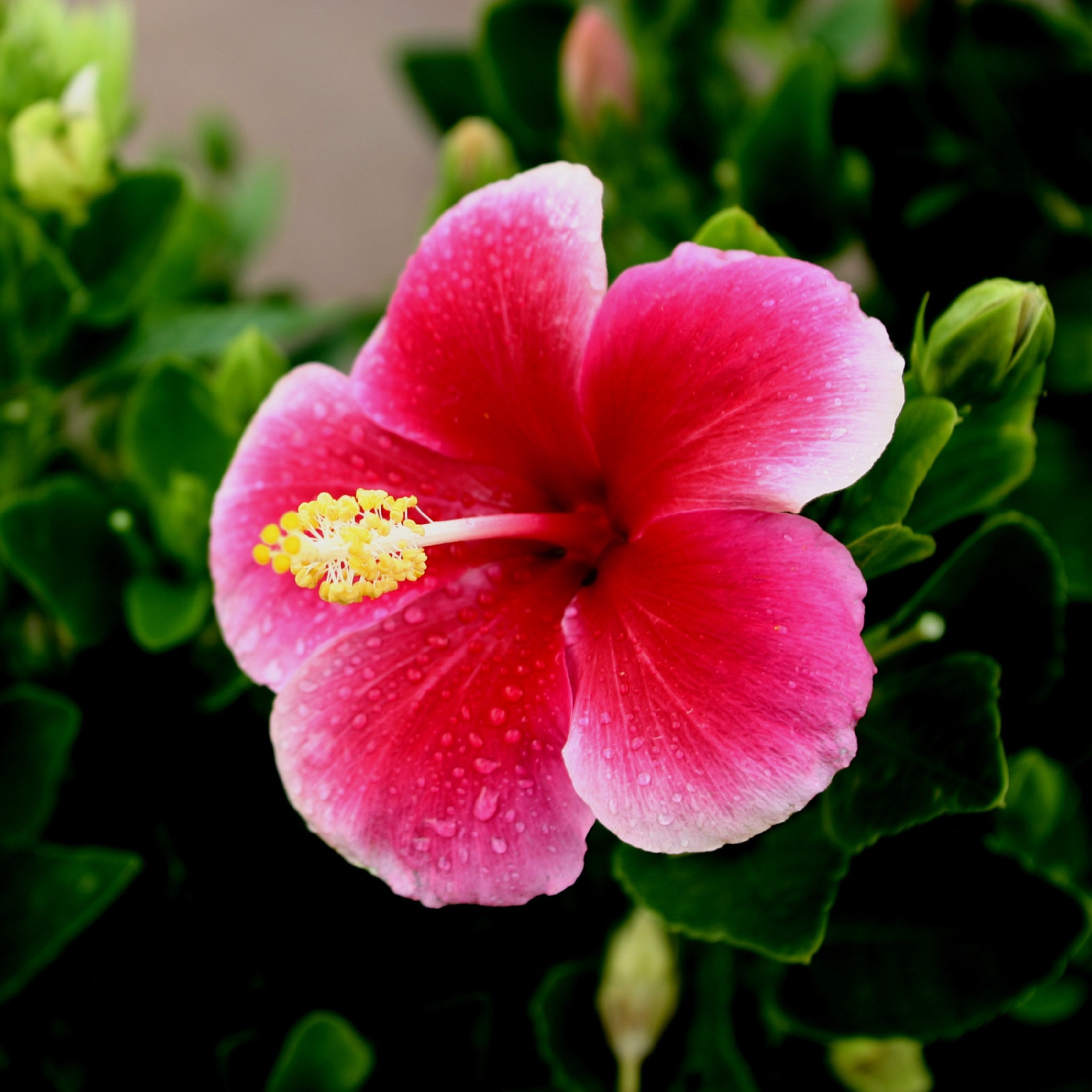 200Pcs Multi Colored Hibiscus Seeds