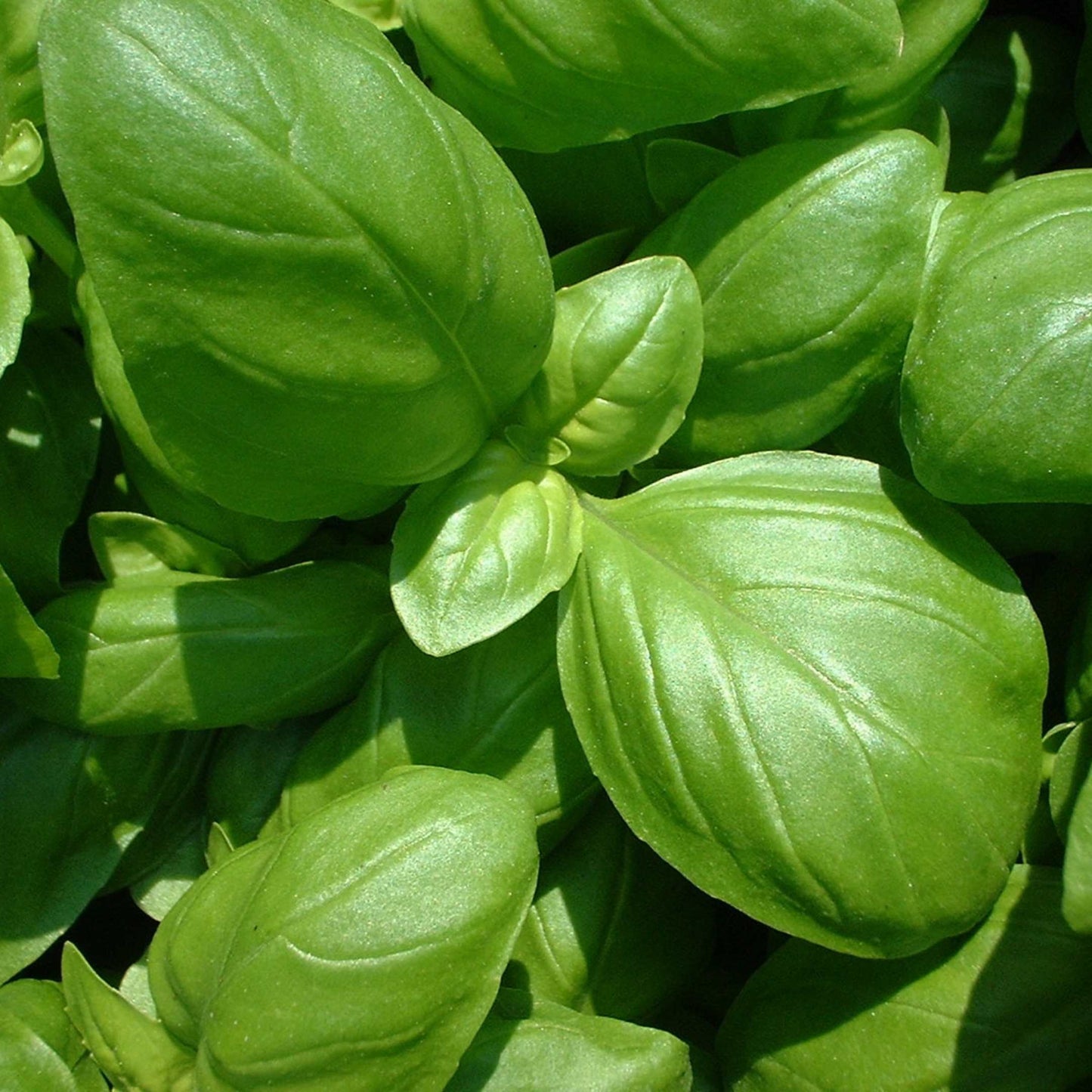 100Pcs Organic Basil Seeds Pack