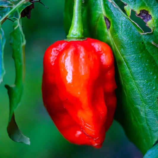 100Pcs Carolina Reaper Pepper Seeds