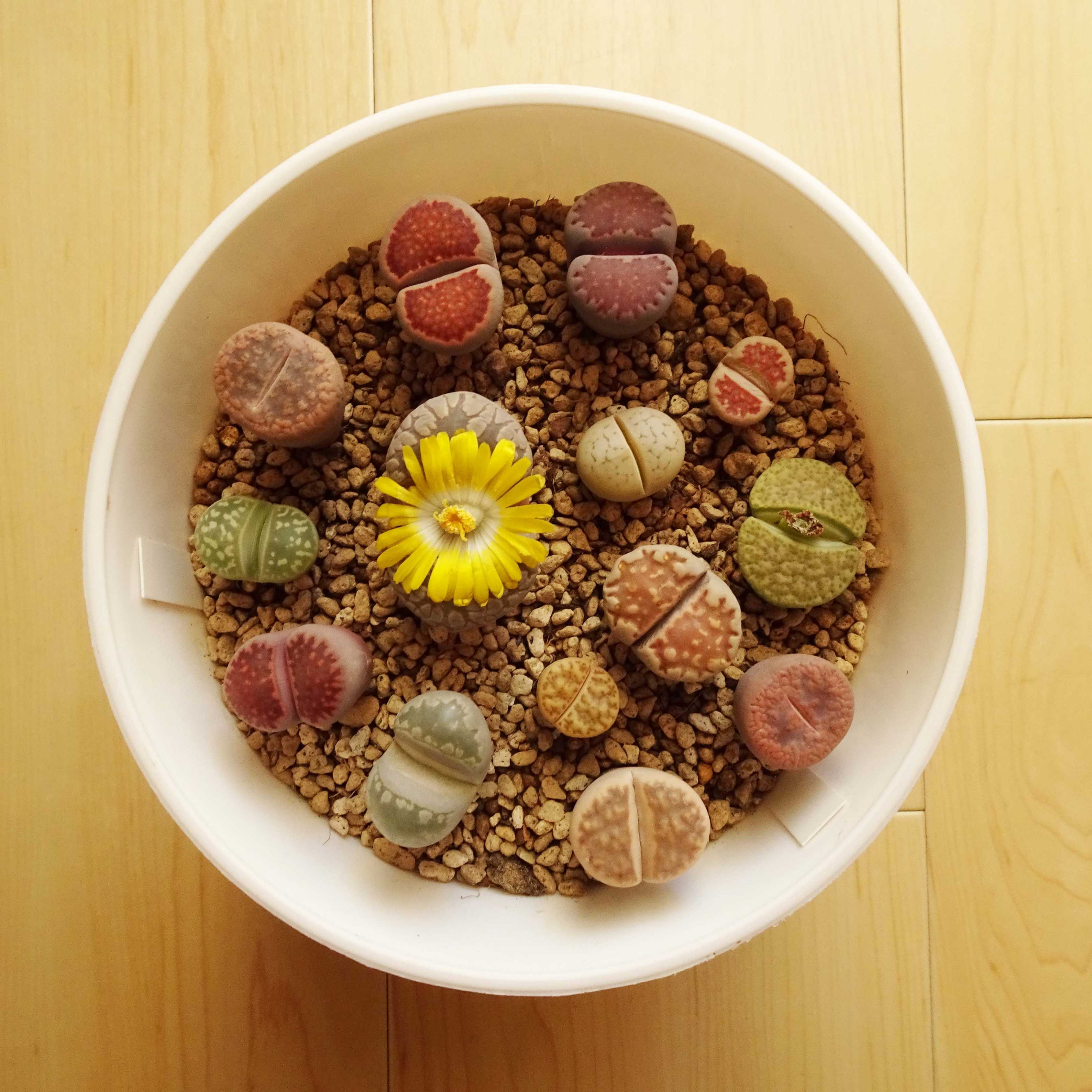 100Pcs Exotic Mini Succulent Lithop Seeds