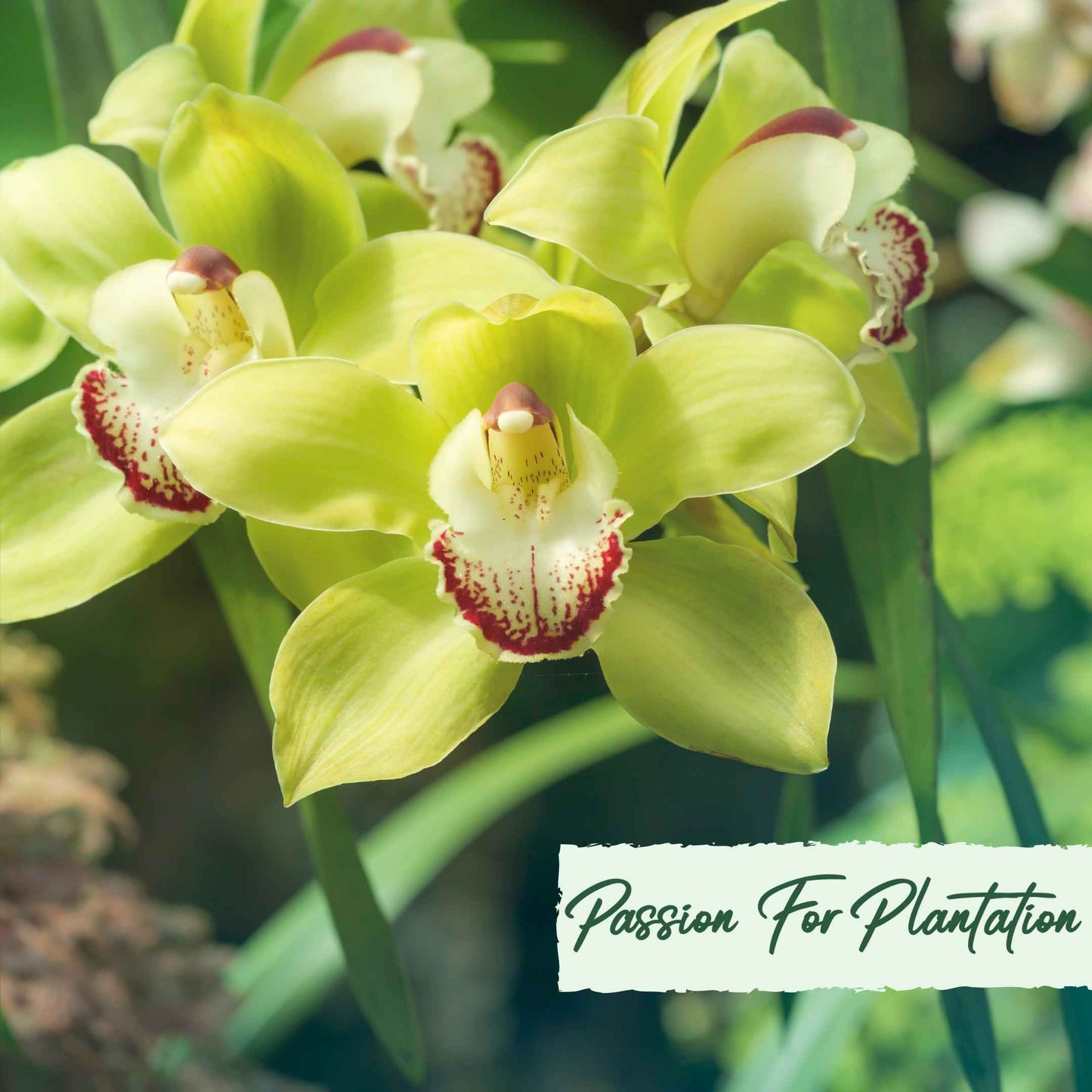 Cymbidium Faberi Orchid Flower, Orchid flores 100 Seeds