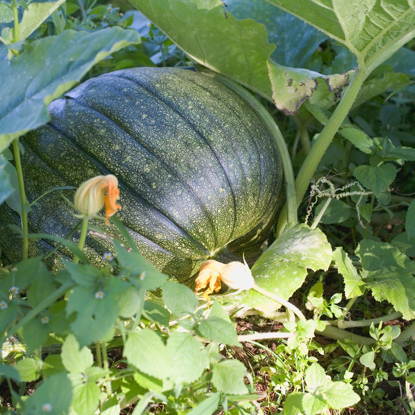 10Pcs Pumpkin Seeds