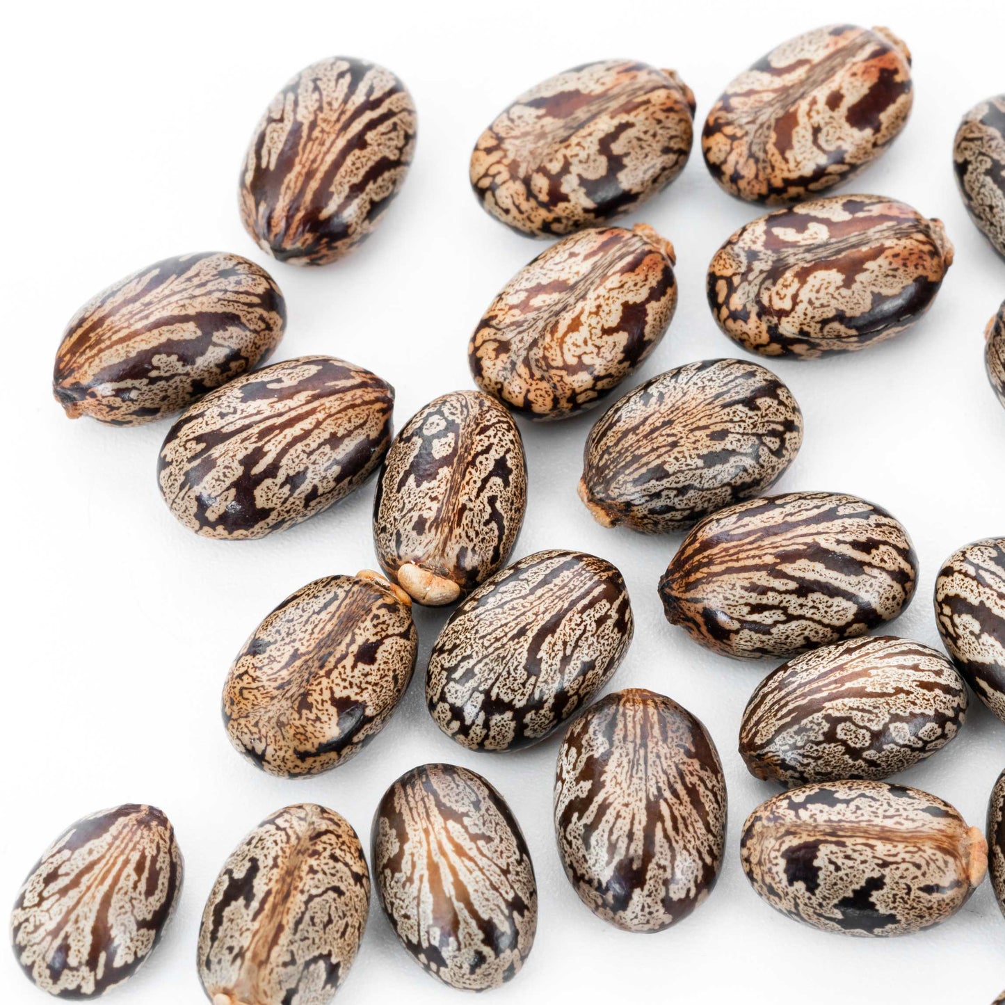 10Pcs Organic Castor Bean Seeds Pack