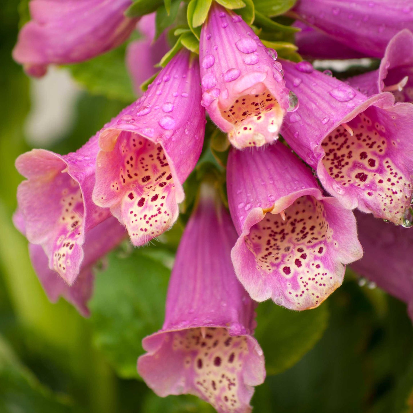 100Pcs Foxgloves Flower Seeds Pack