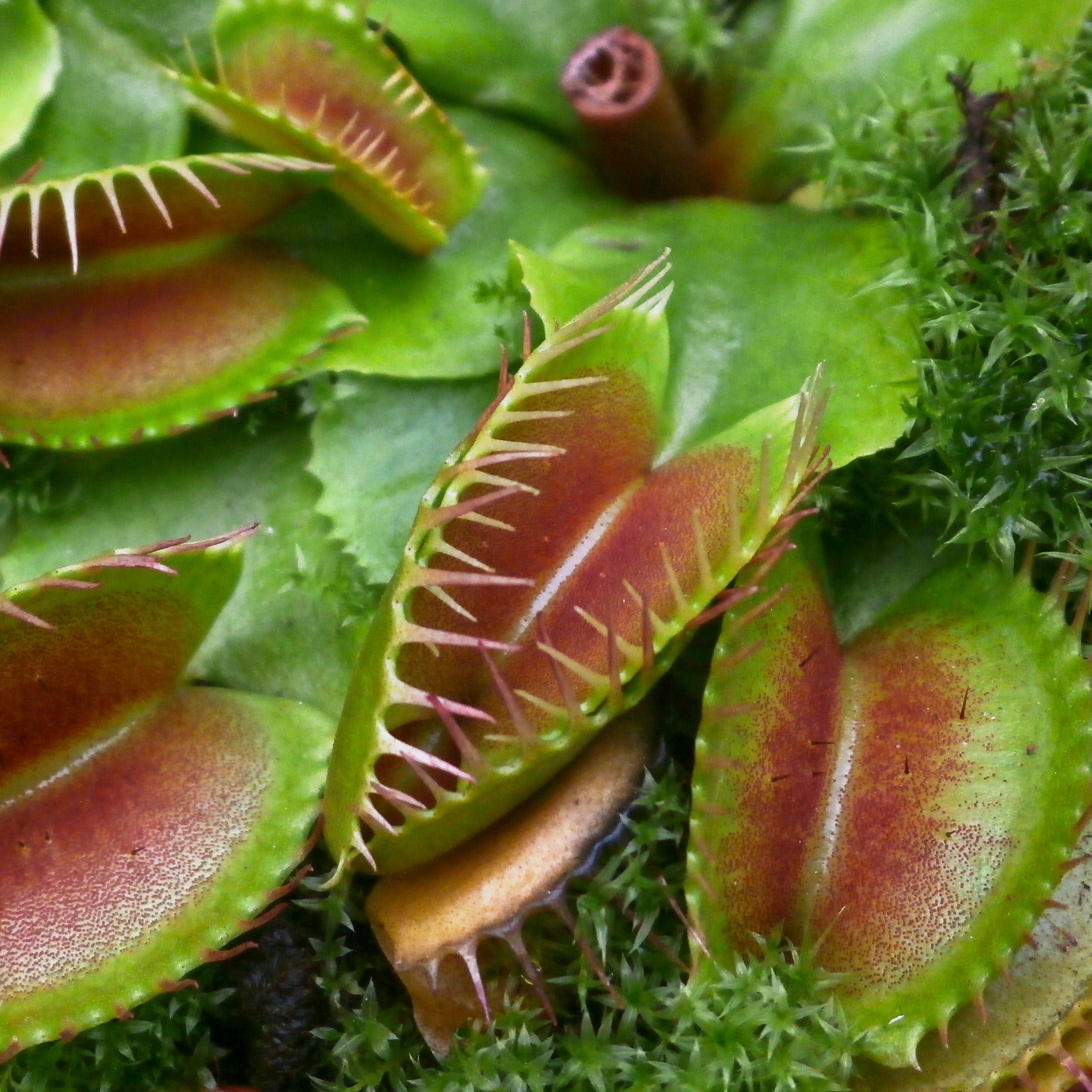 100Pcs Ferocious Venus Flytrap (Insectivorous, Carnivorous) Plant Seeds