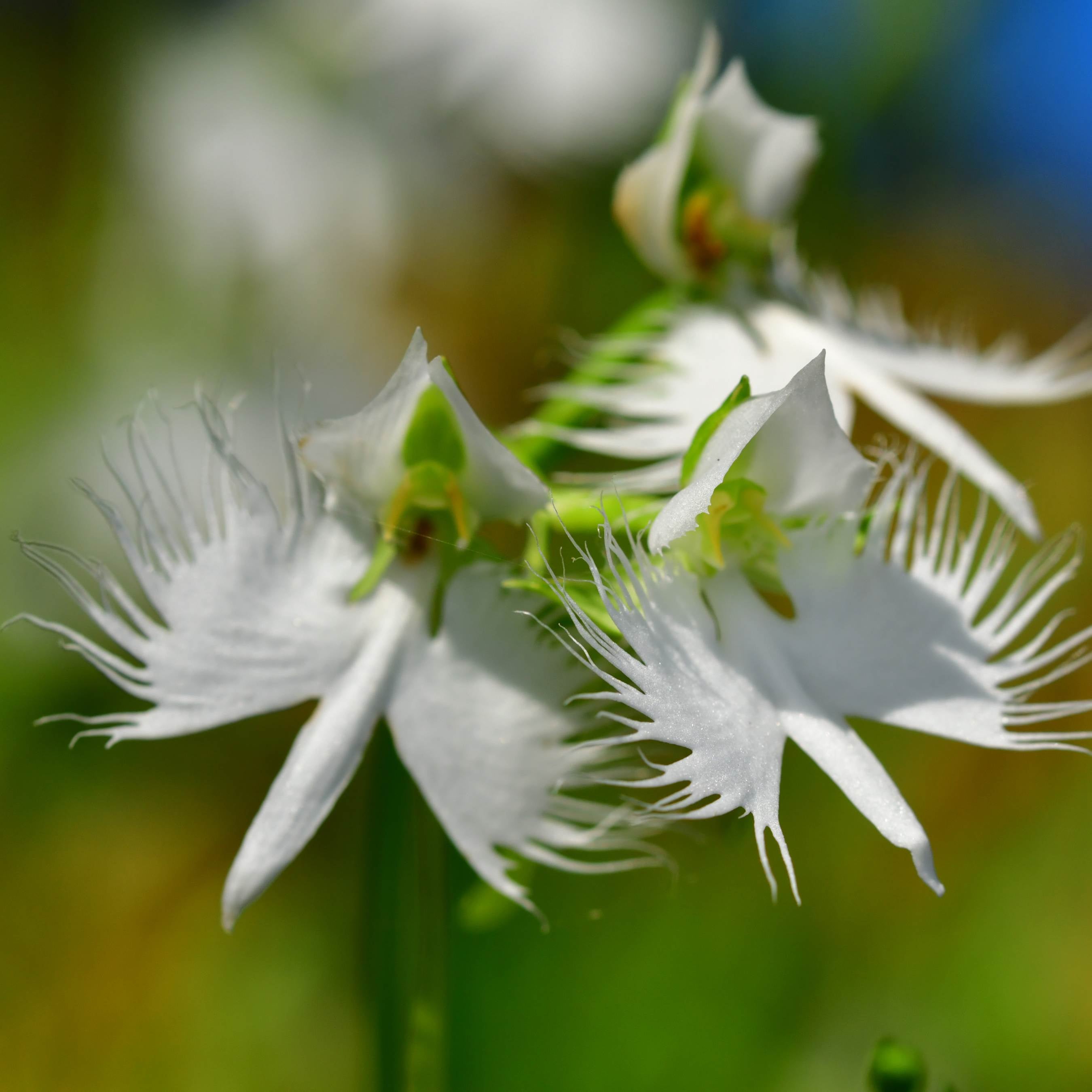 100Pcs Japanese Radiata White Egret Orchid Plant Seeds