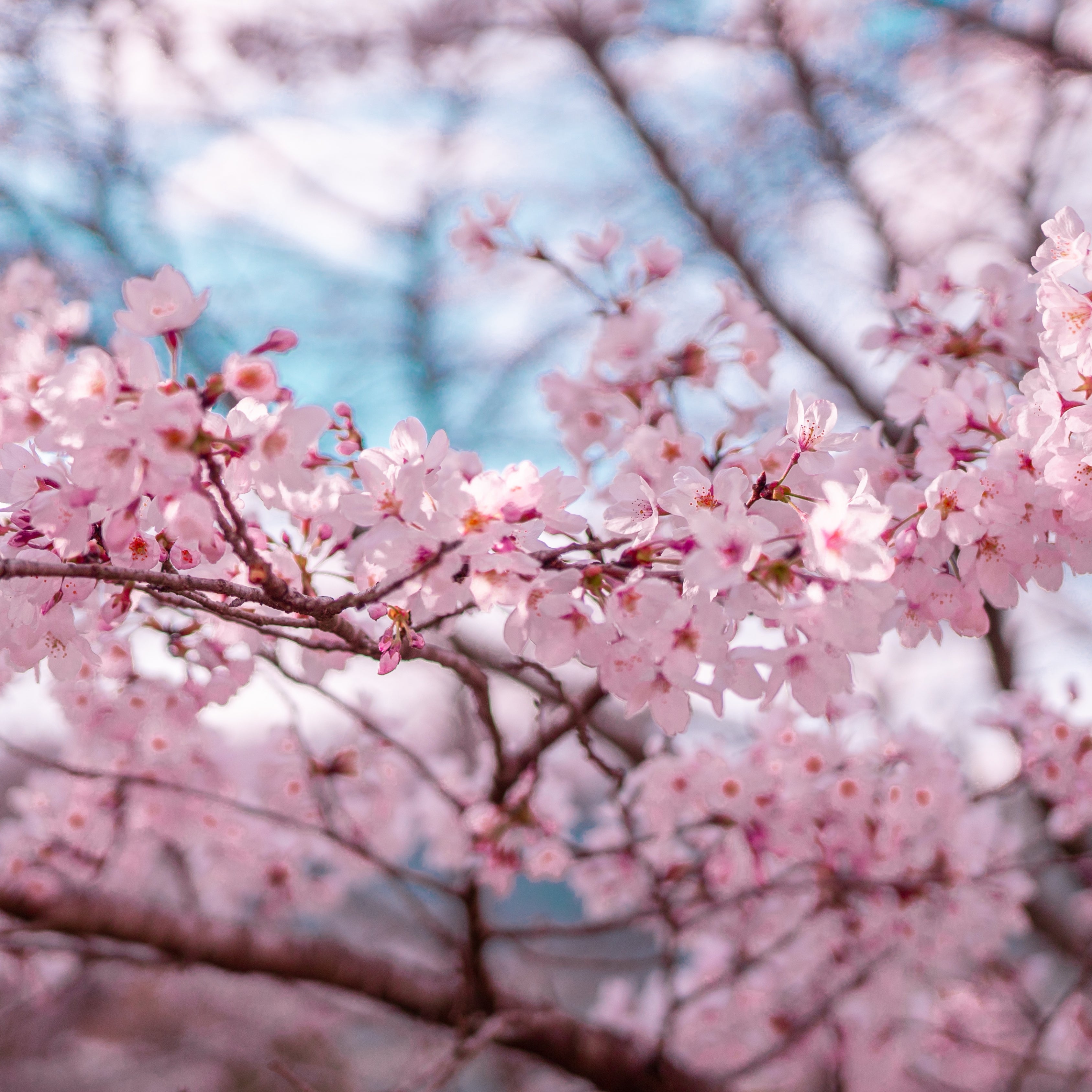 10Pcs Japanese Sakura Cherry Blossom Plant Seeds