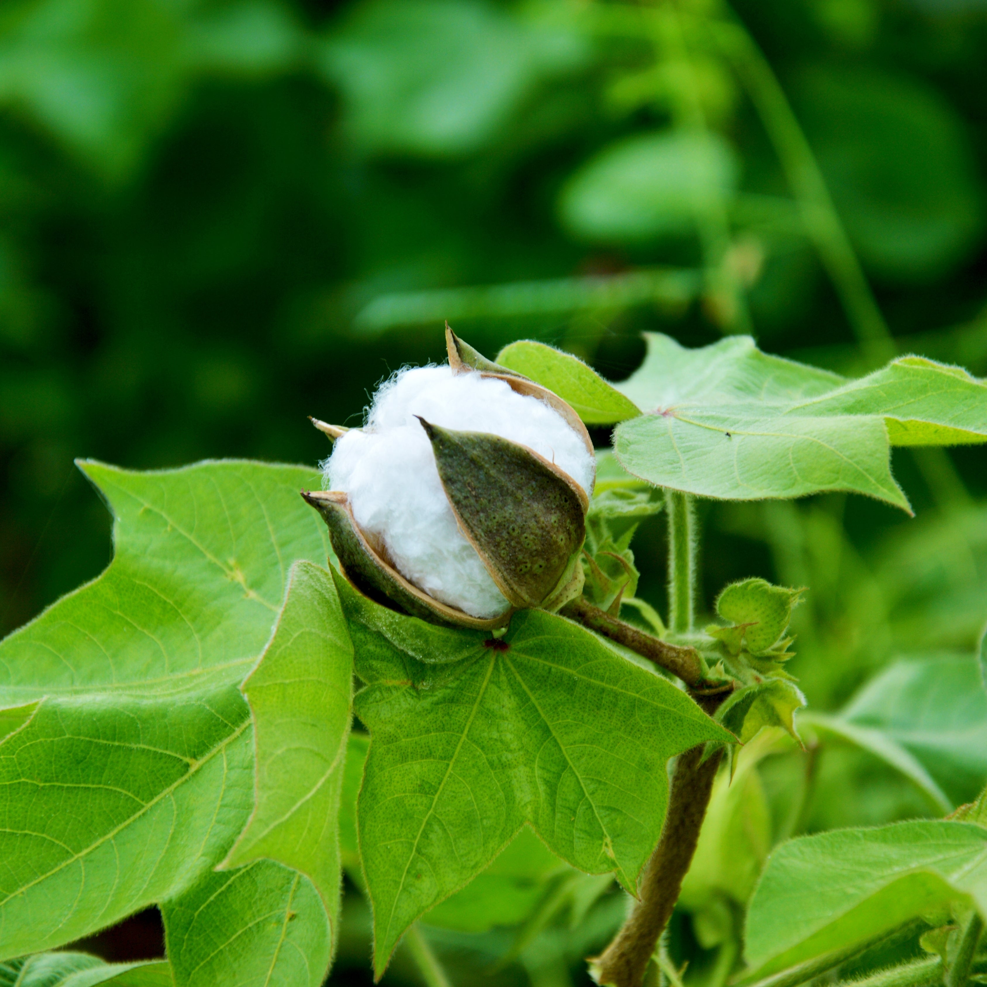 Egyptian Cotton Plant Seeds (Gossypium barbadense)