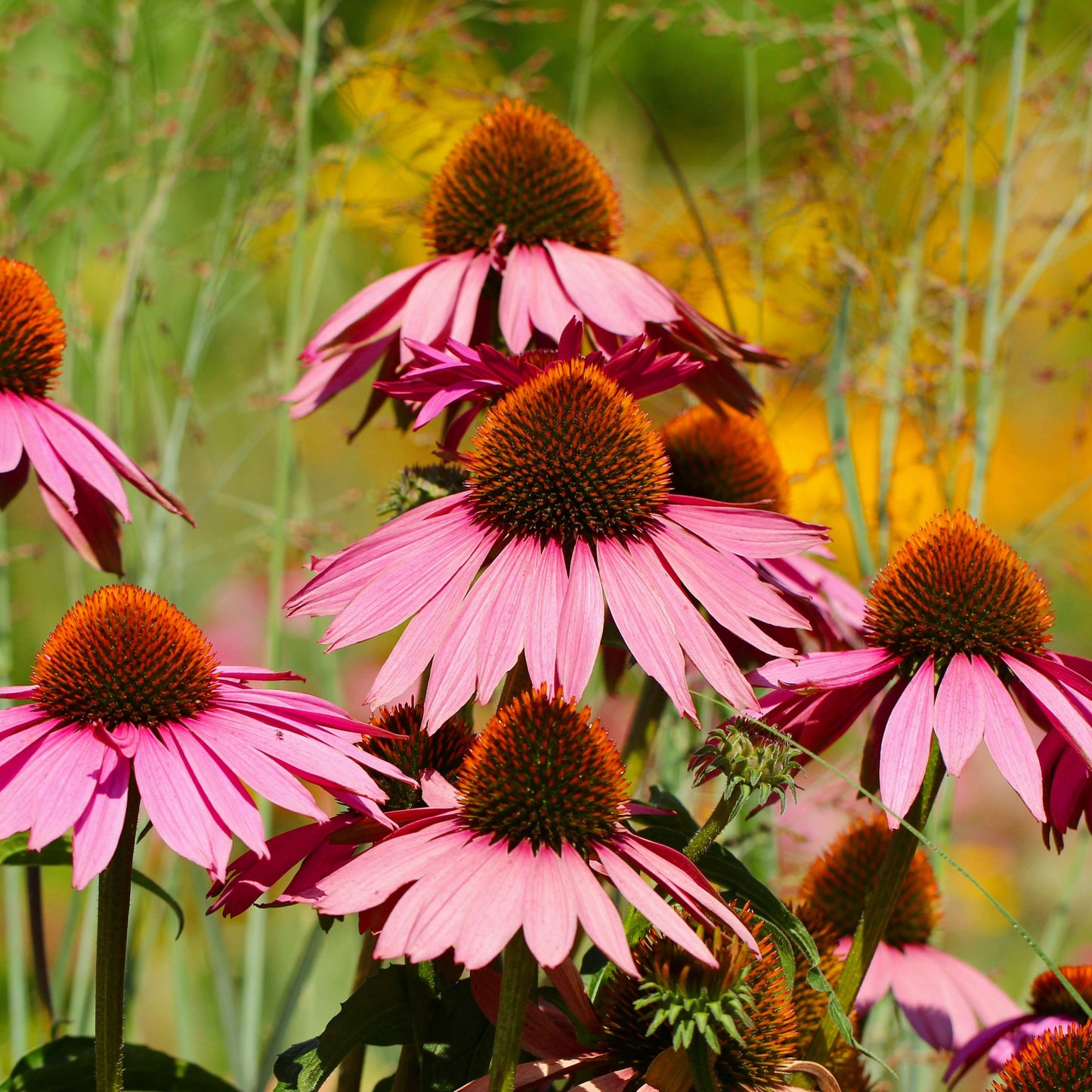 20Pcs Coneflower (Echinacea Purpurea) Flower Seeds