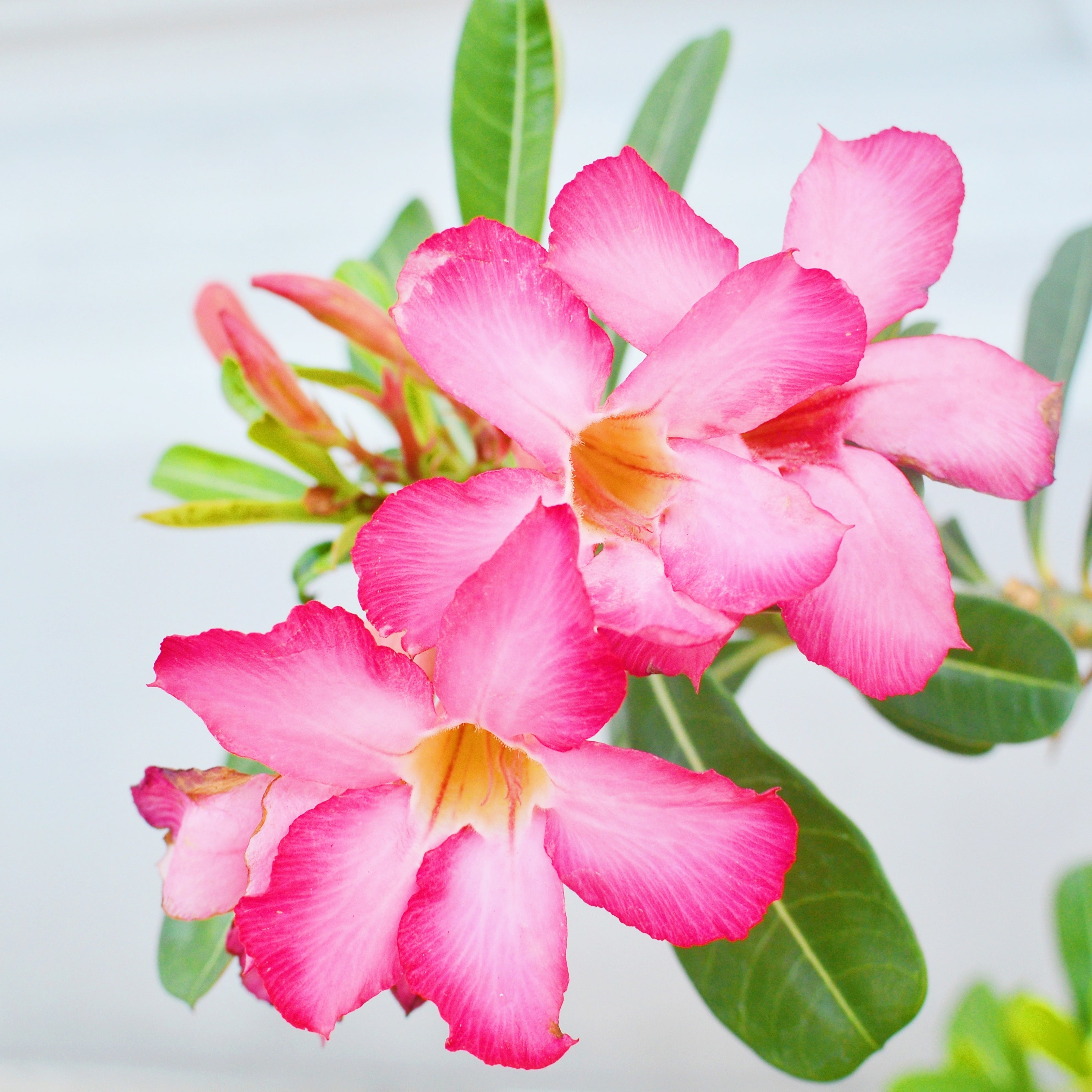 5Pcs Desert Rose Flower Seed