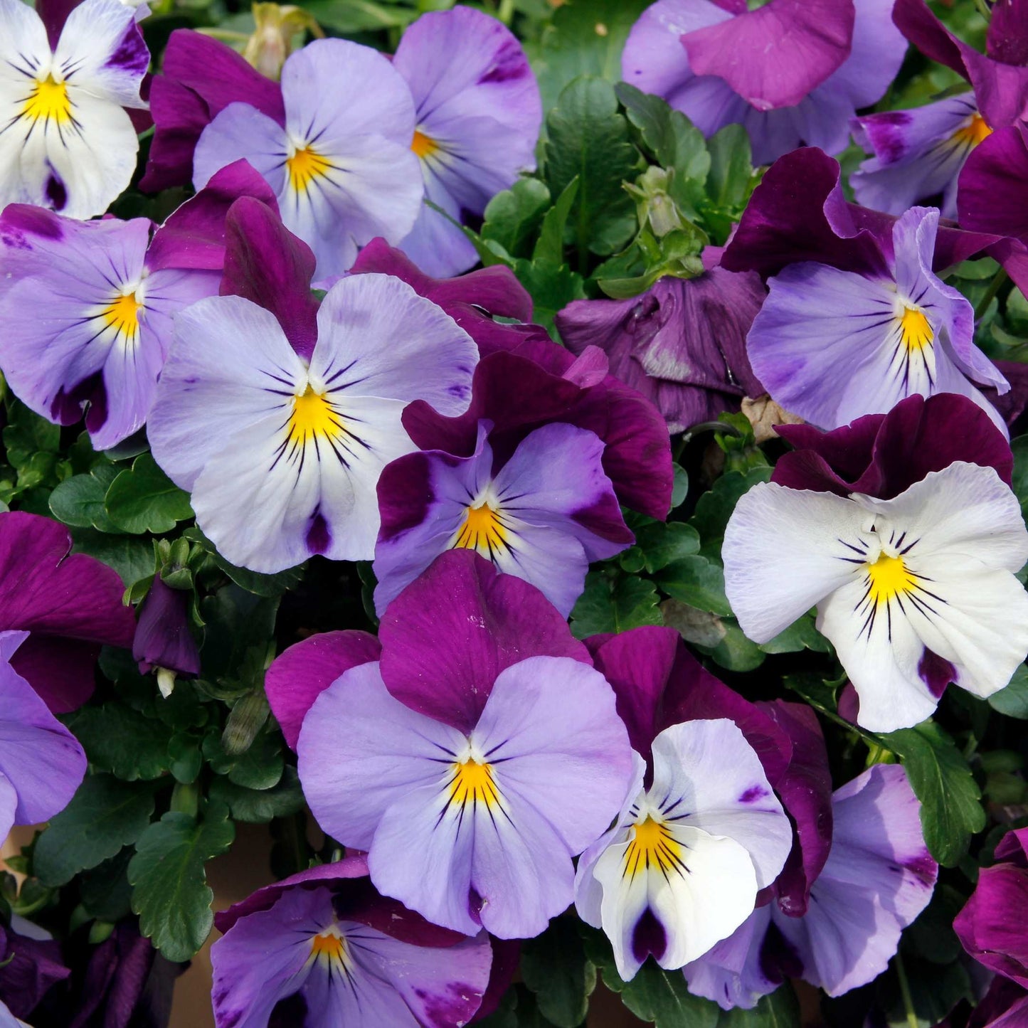 50Pcs Pansies Flower Seeds Pack