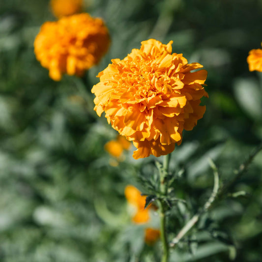 100Pcs African Marigold Seeds Pack