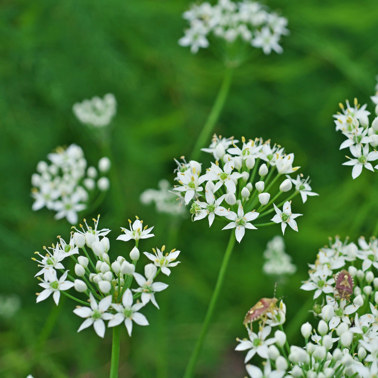 100Pcs Allium Tuberosum Garlic Chives Seeds