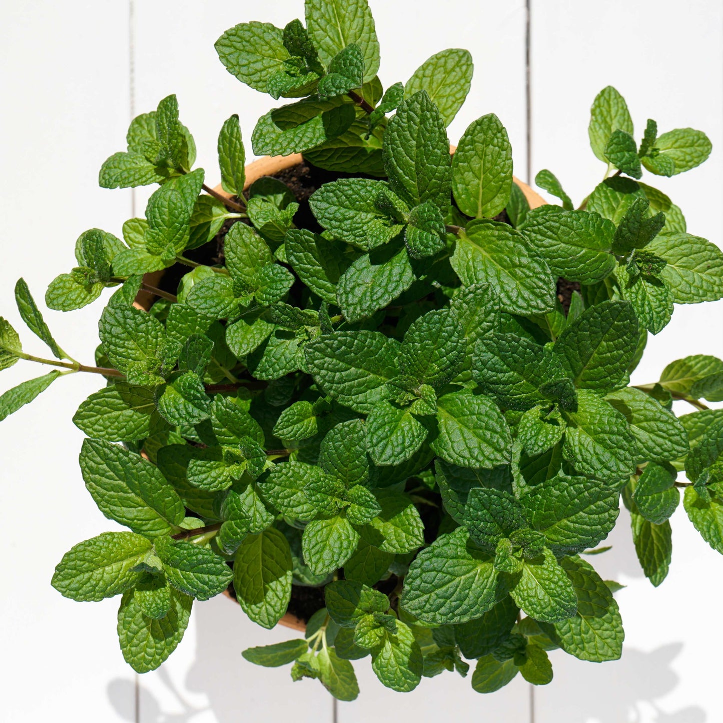 100pcs Spearmint Mint Edible Catnip Plant Seeds