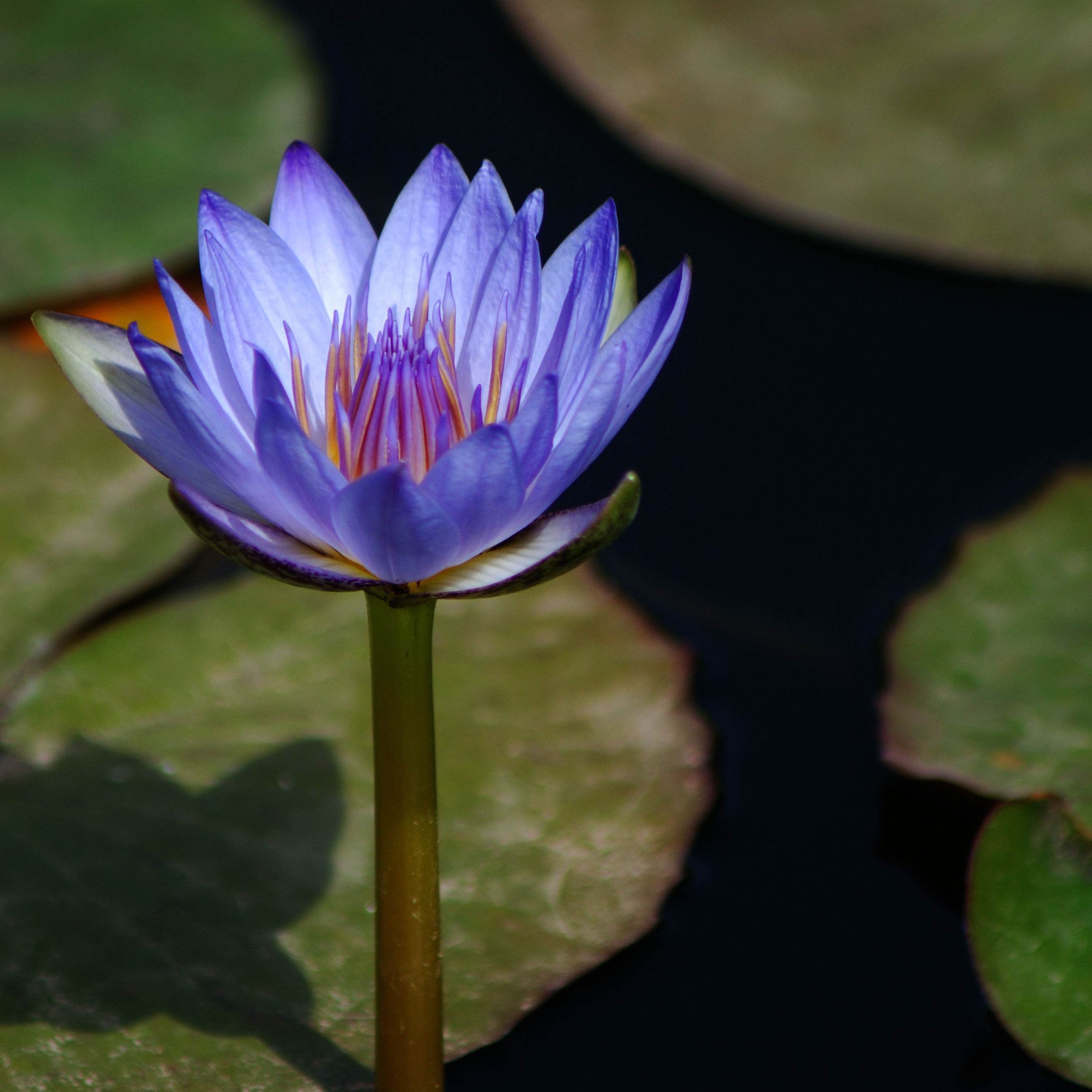 5 BLUE LOTUS Flower Seeds