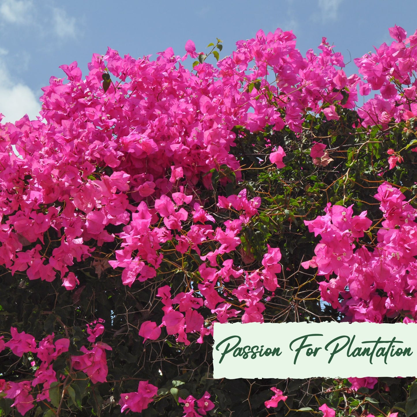 20Pcs Tropical Bougainvillea Exotic Flower Seeds