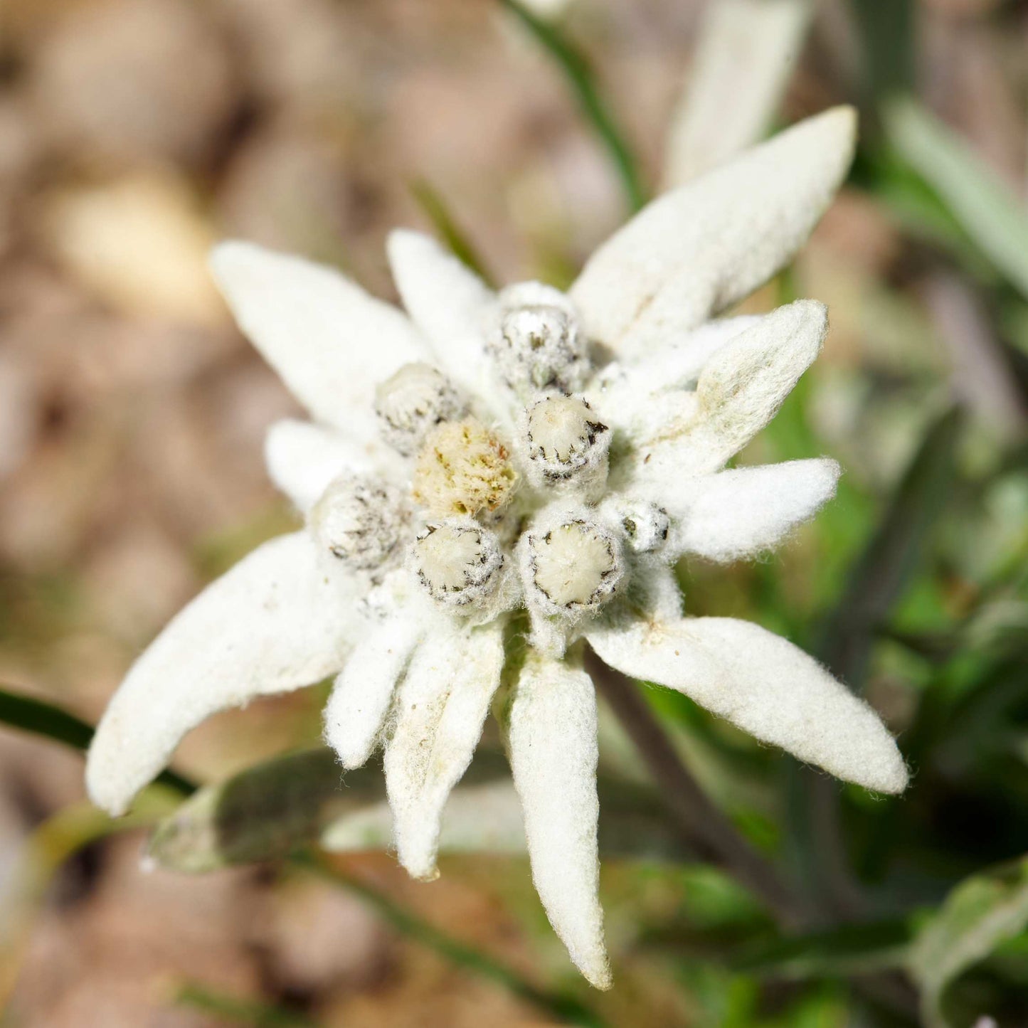 100Pcs Edelweiss Flower Seeds