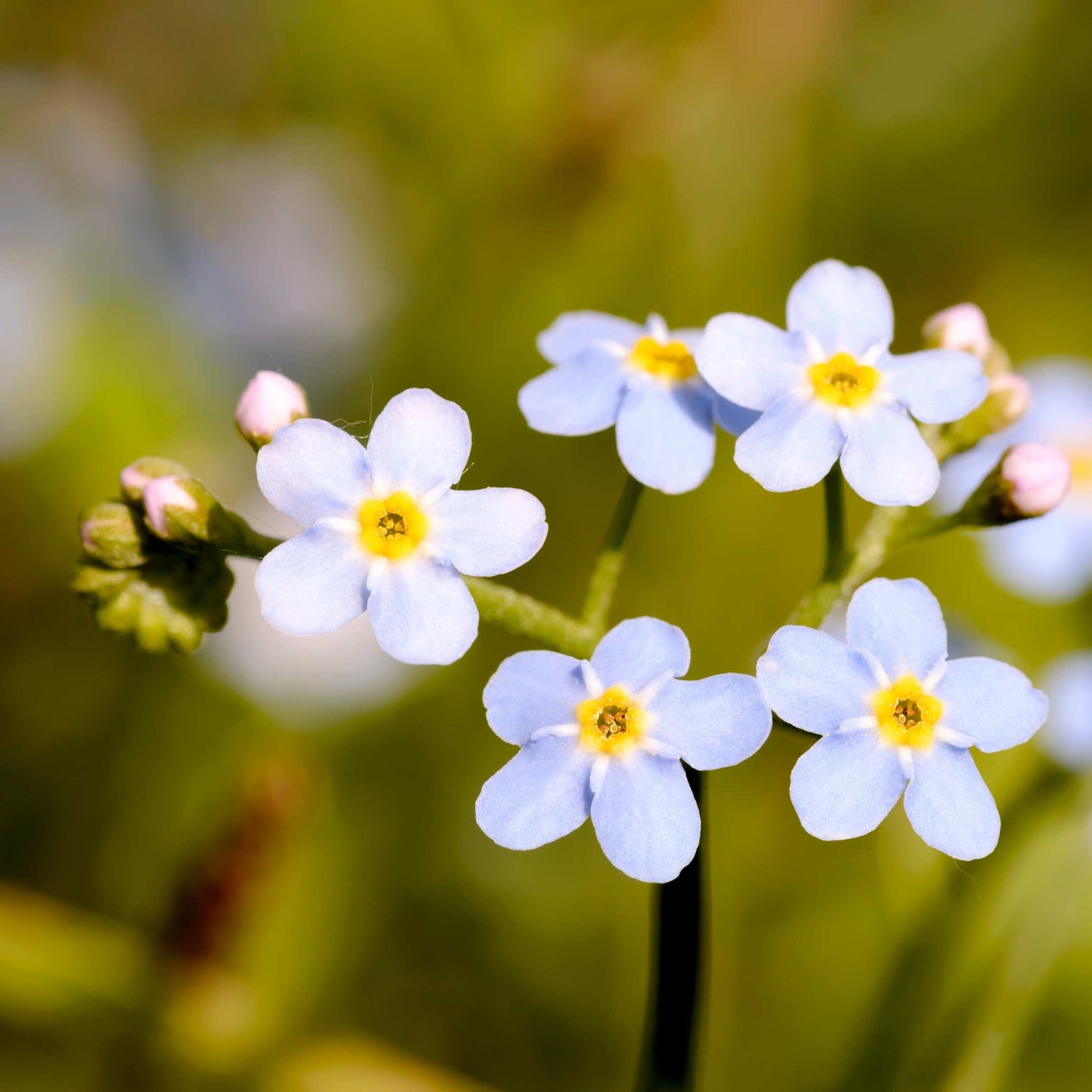 100Pcs Forget Me Not (Myosotis Sylvatica) Blue Flower Seeds