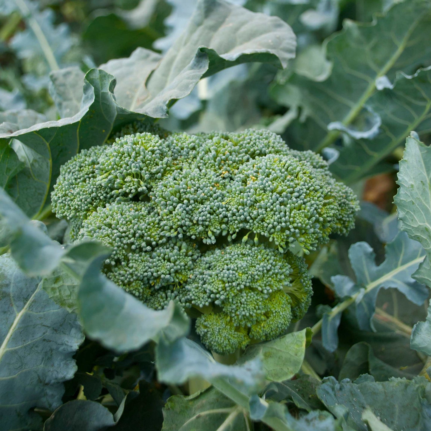 50Pcs Organic Broccoli Seeds