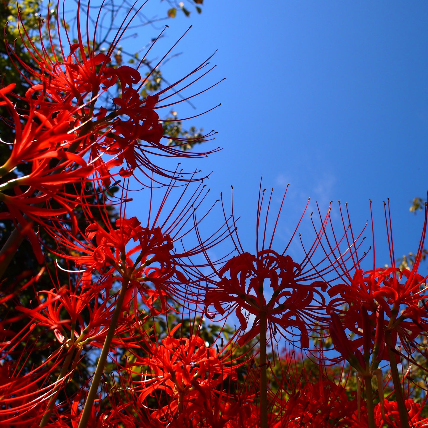 20Pcs Japanese Red Spider Lily / Higanbana Flower Seeds