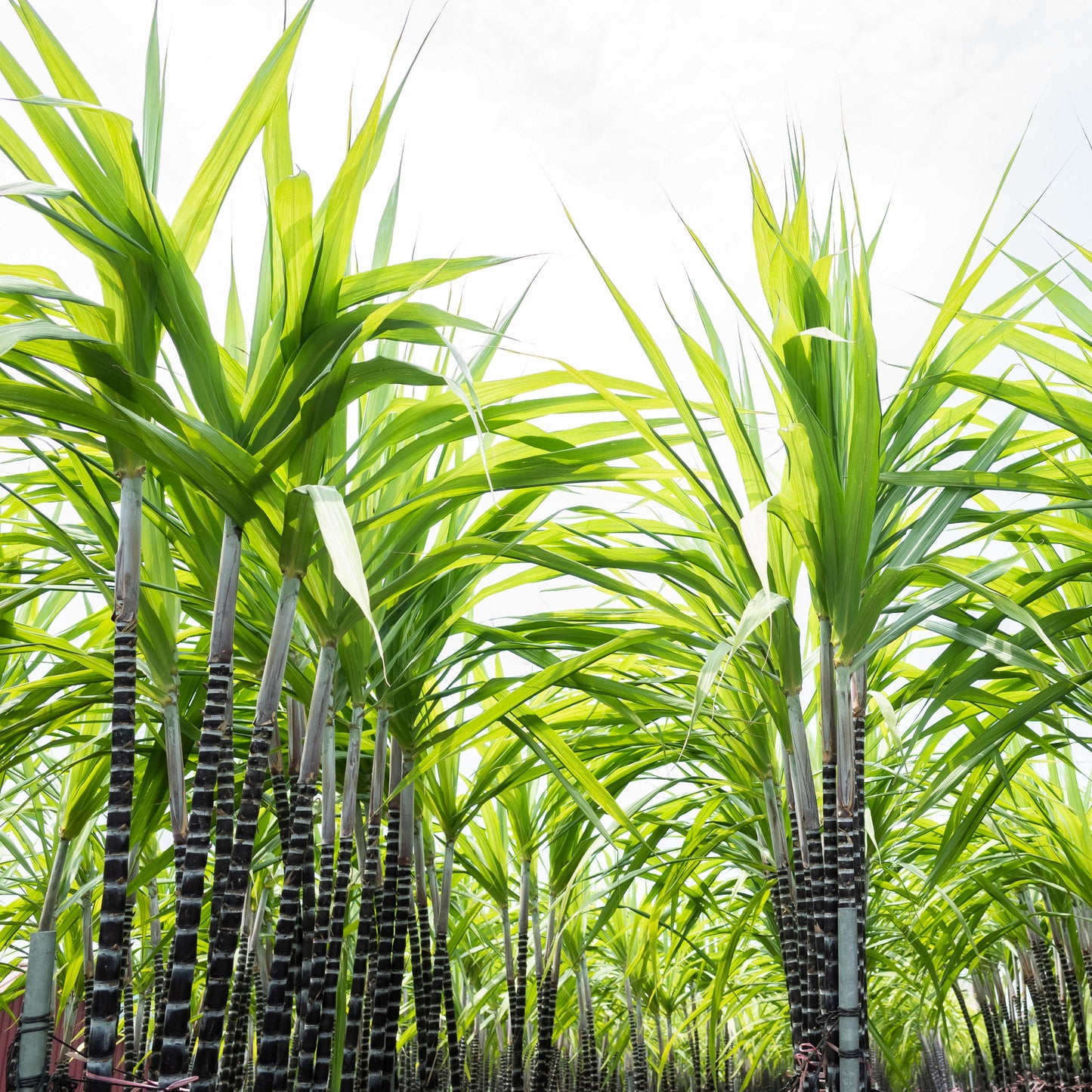 100Pcs Sugarcane (Saccharum officinarum) Seeds