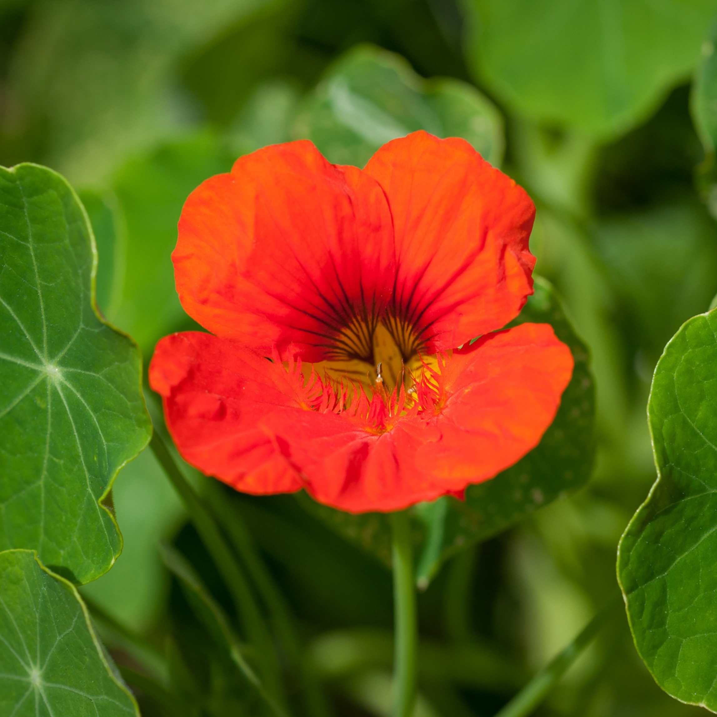 100Pcs Nasturtium Flower Seeds Pack