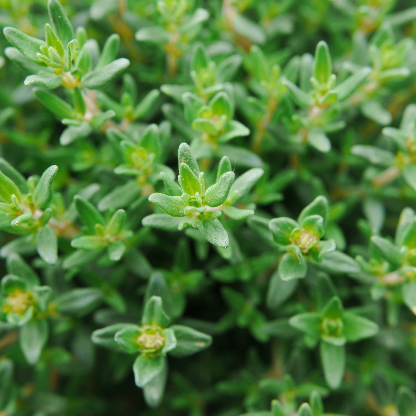 100Pcs Organic Thyme Seeds