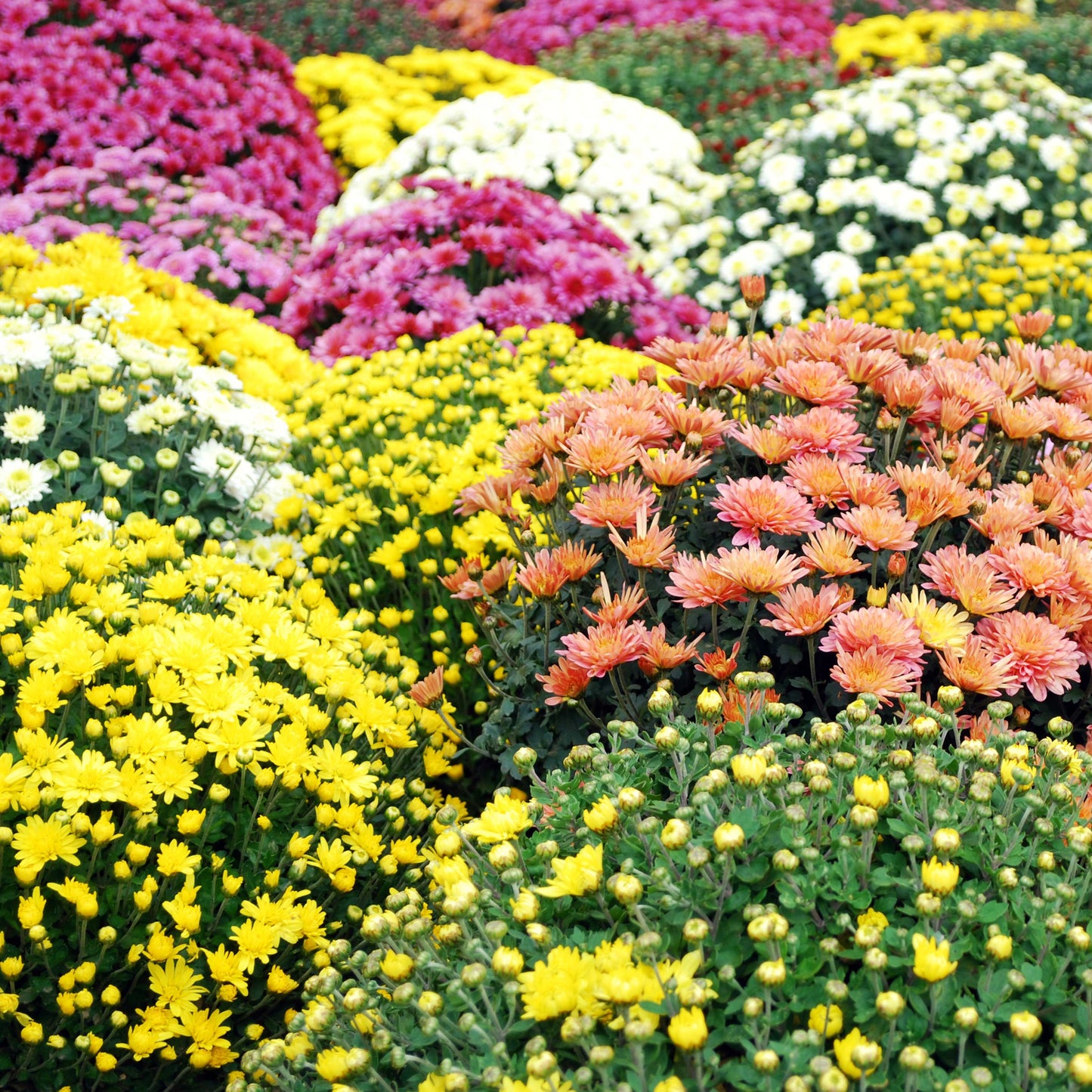 200pcs Chrysanthemum Seeds Pack