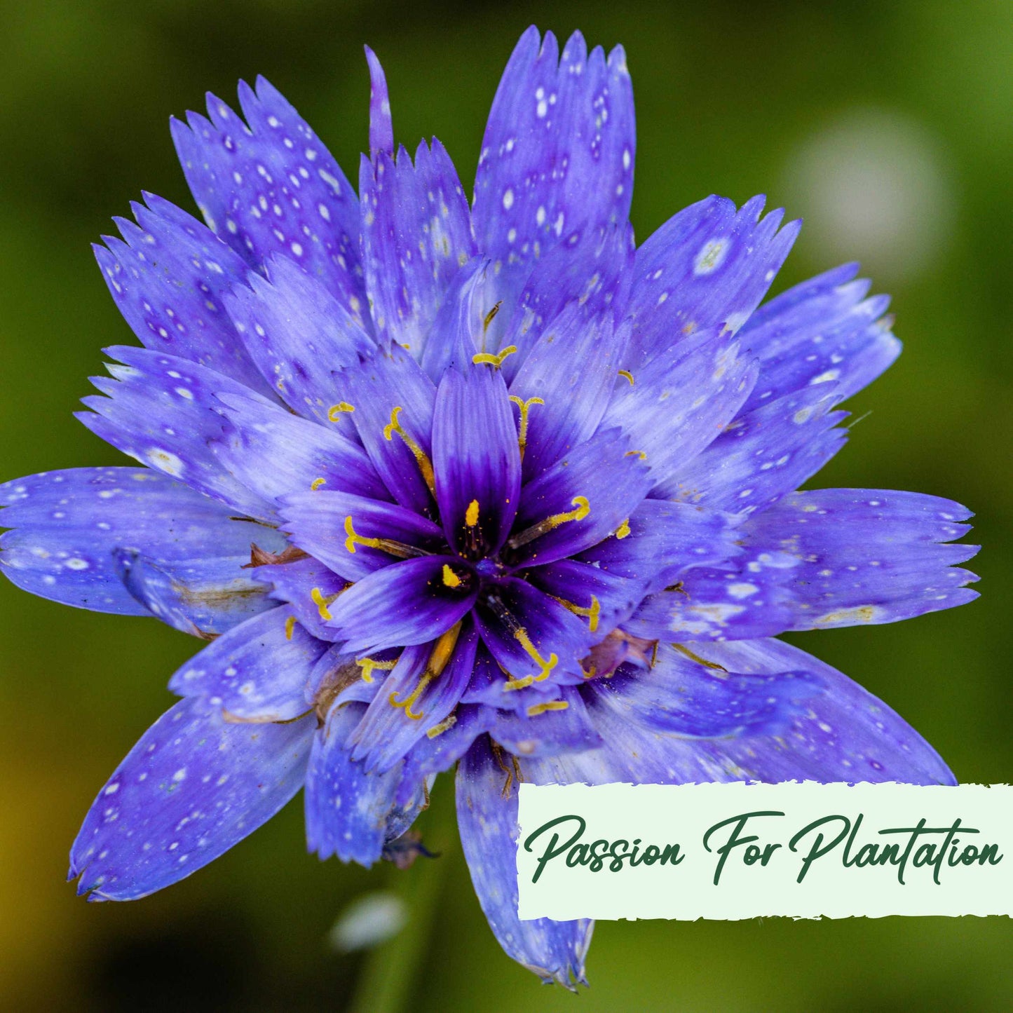 Cupids Dart Blue Flower Seeds (Catananche Caerulea)