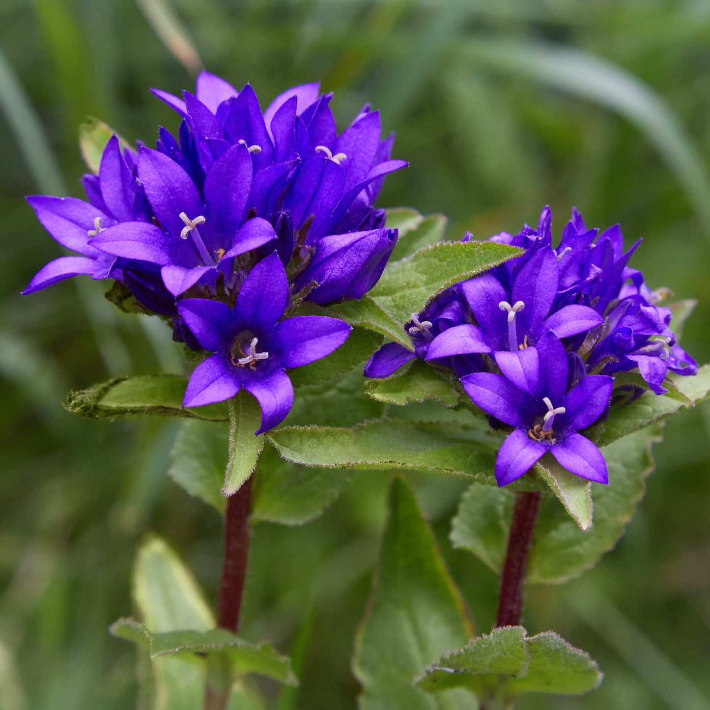 100Pcs Bellflower Superba Flower Seeds