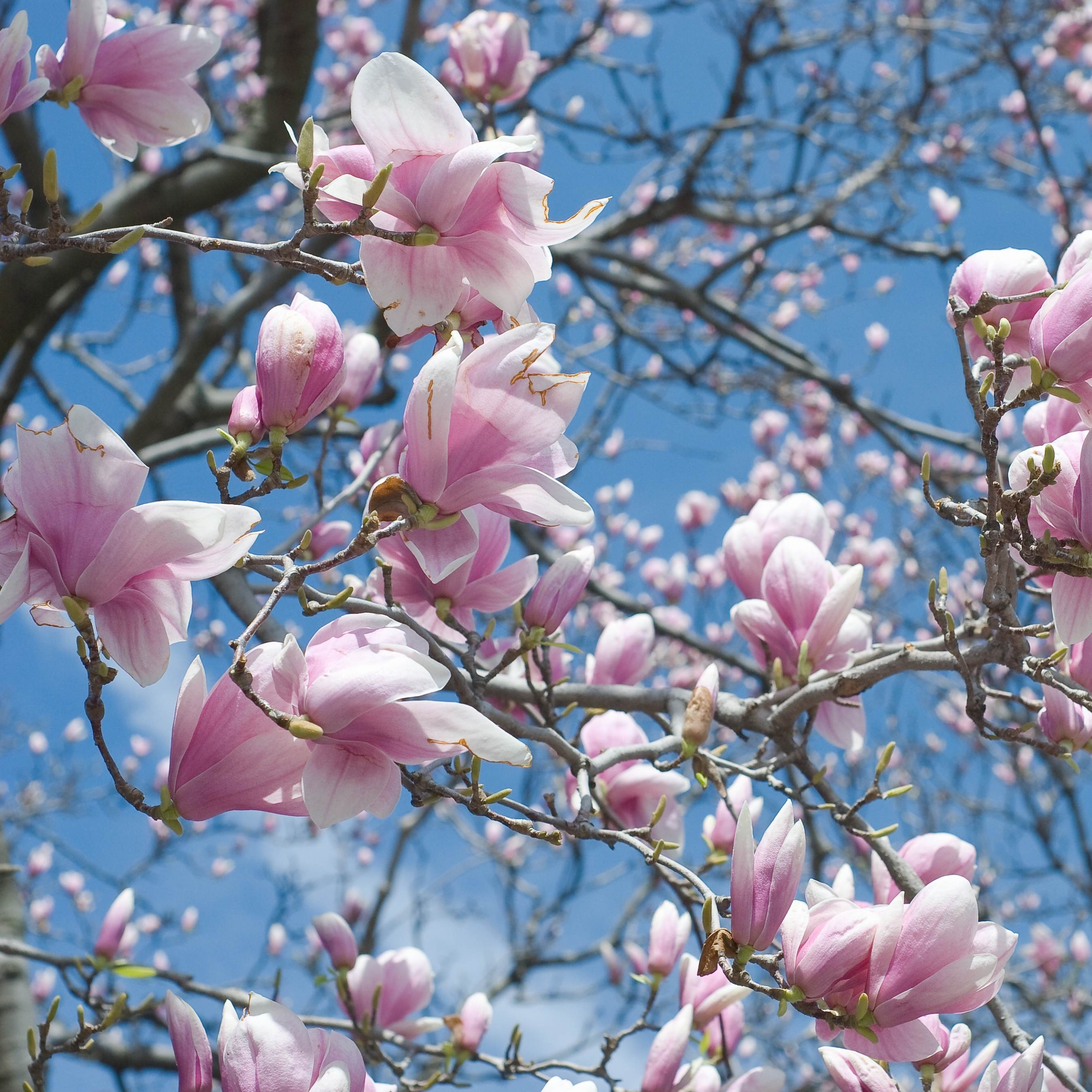 100Pcs Magnolia Flower Seeds Pack