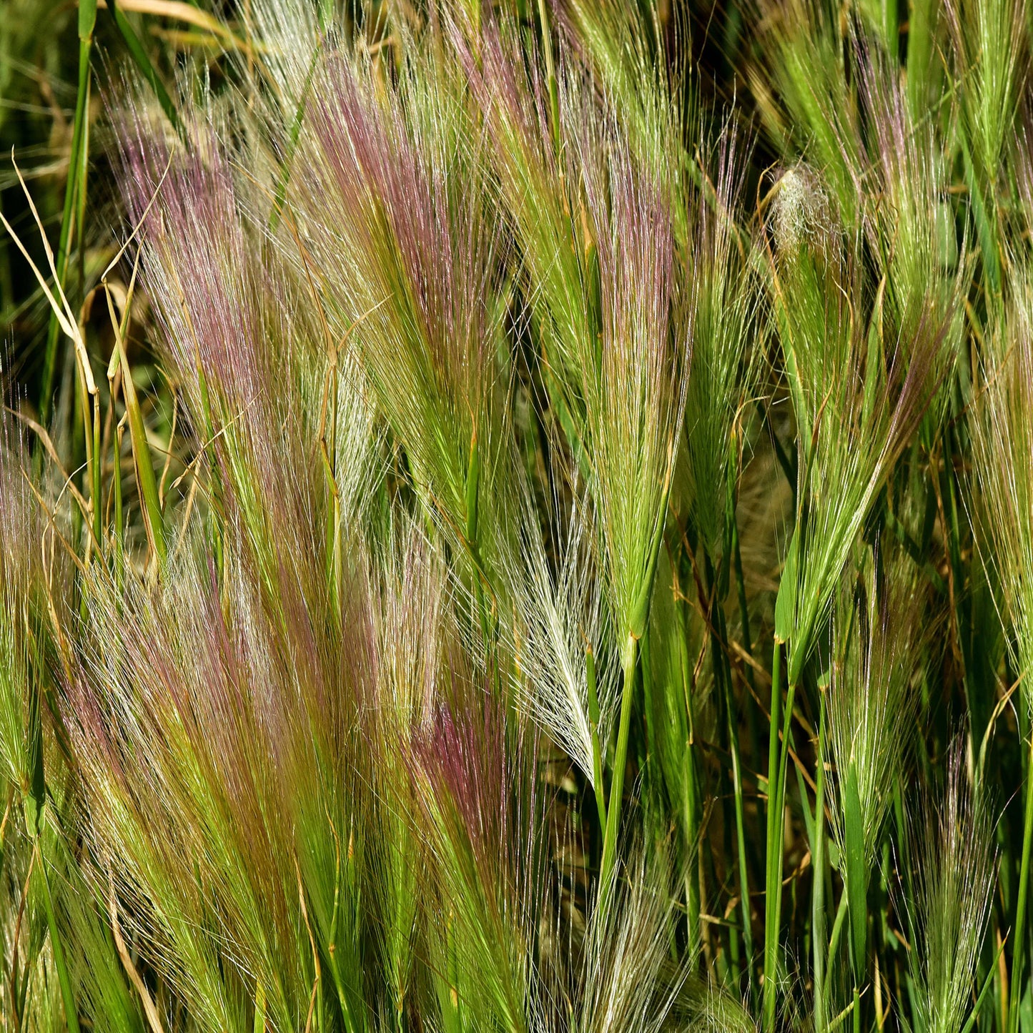 100Pcs Foxtail Barley Ornamental Grass Seeds