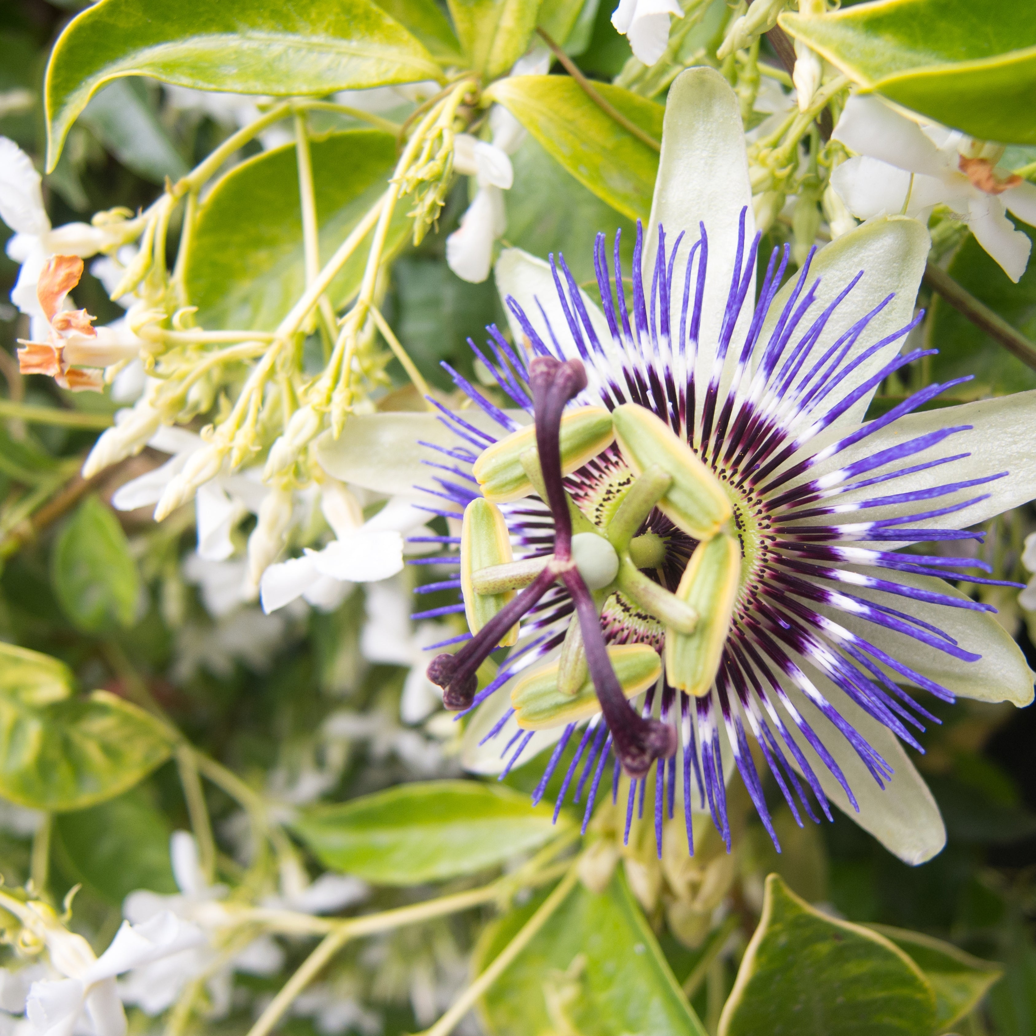 100Pcs Blue Royal Crown Passion Flower Seeds