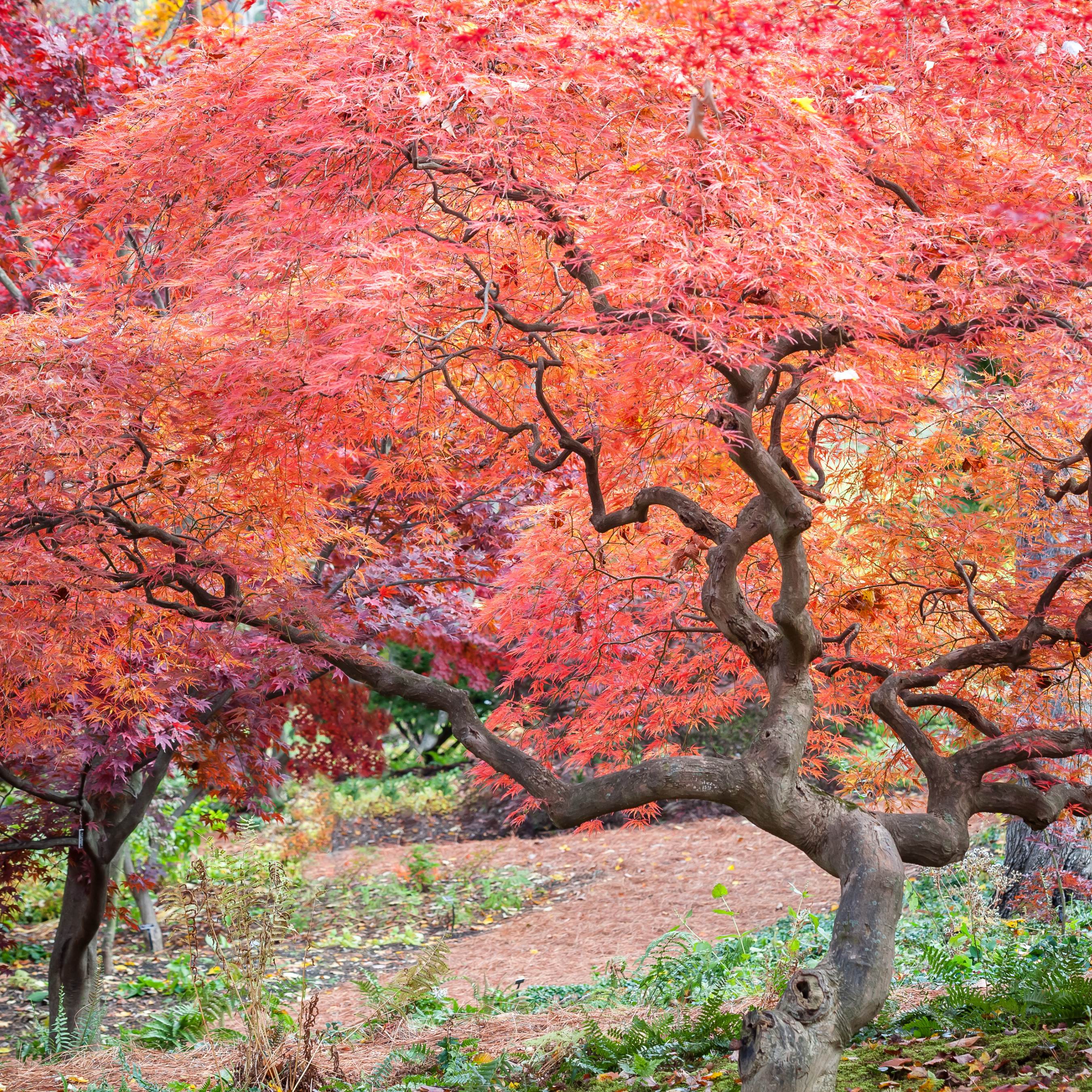 10Pcs Traditional Japanese Maple Tree Seeds