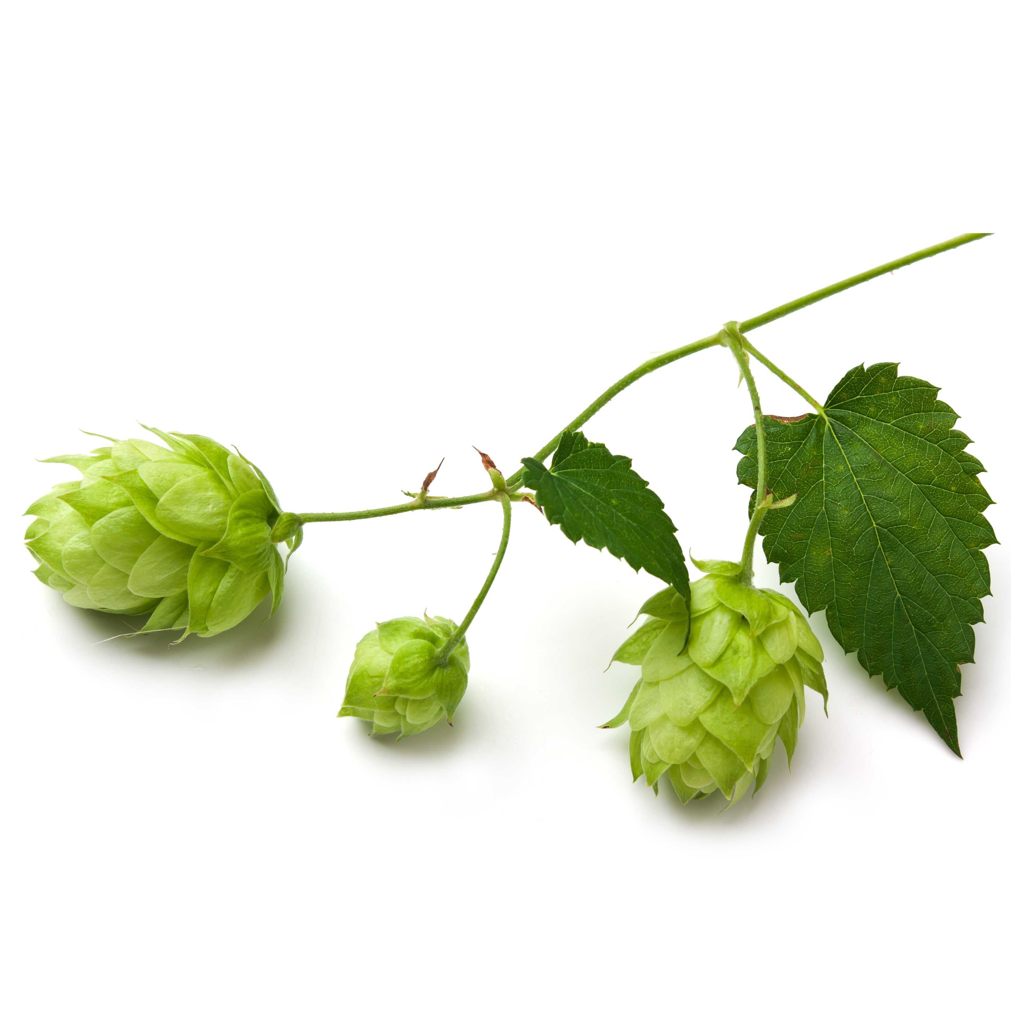 10Pcs Hops (Humulus lupulus) Seeds, Brew Your Own Beer, Easy To Plant