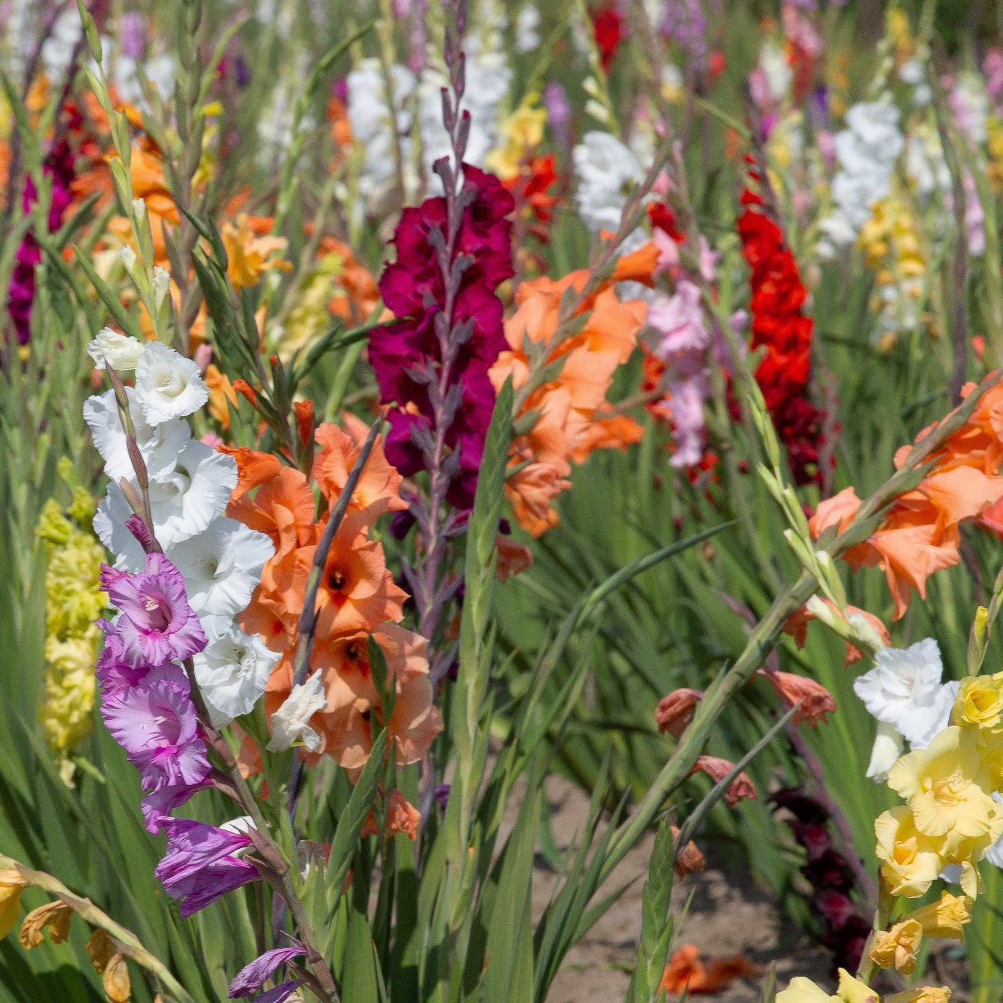 100Pcs Gladiolus Flower Seeds Pack