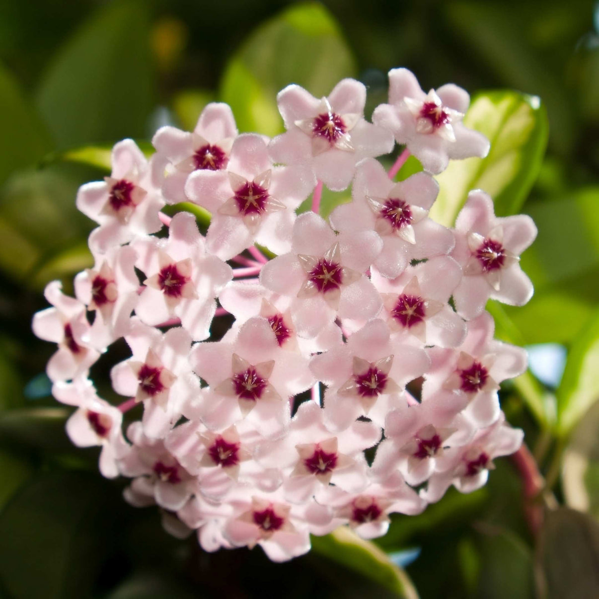 50pcs Hoya Flower Seeds – Passion For Plantation