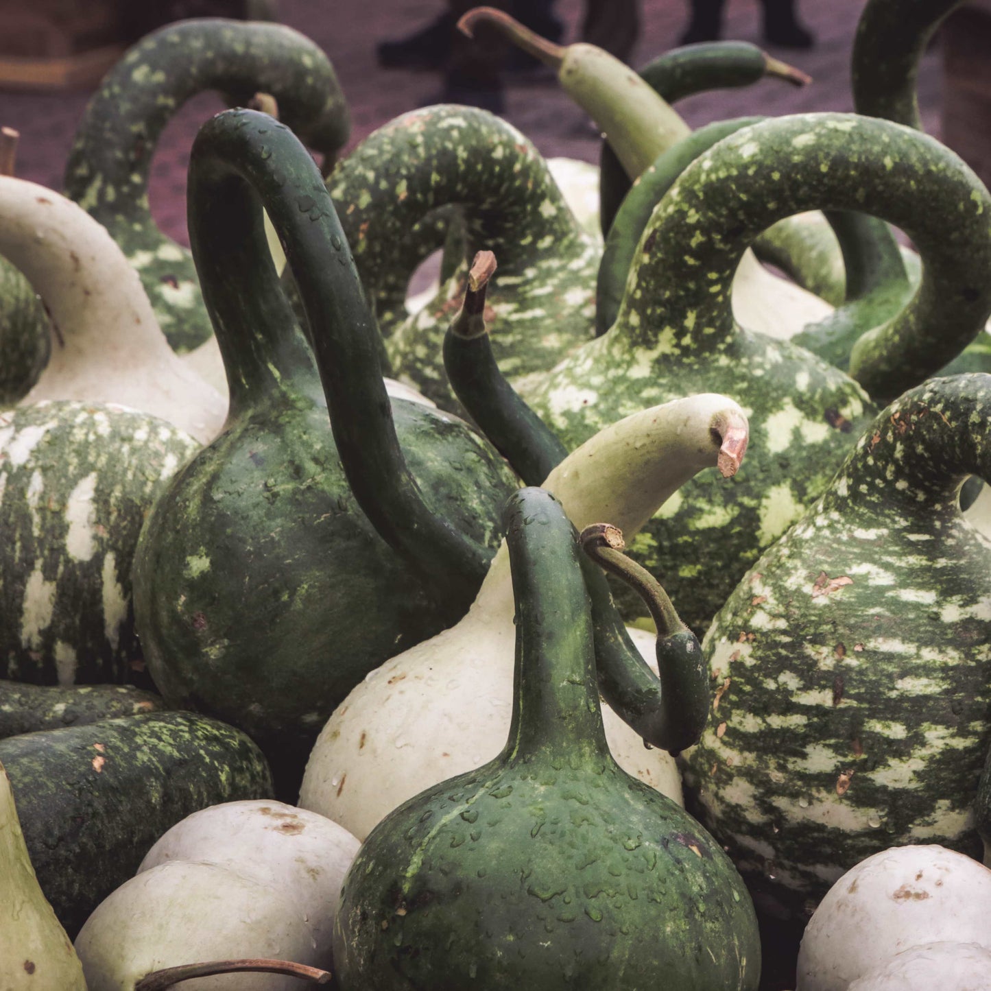 30Pcs Bottle Gourd Calabash Seeds