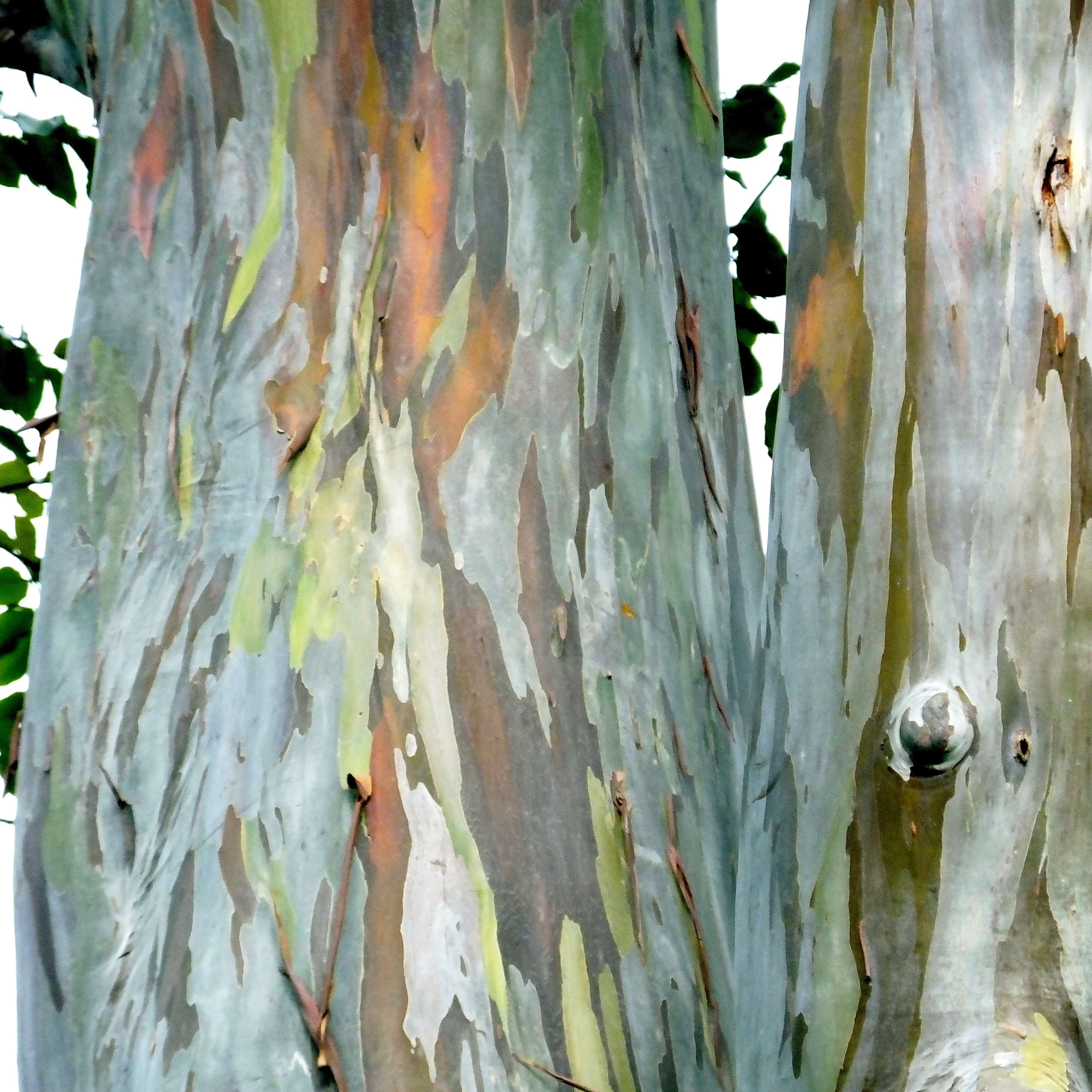 50Pcs Bifrost Rainbow Eucalyptus Deglupta Tree Seeds