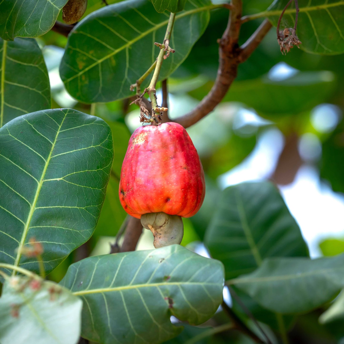 3Pcs Cashew Plant Seeds