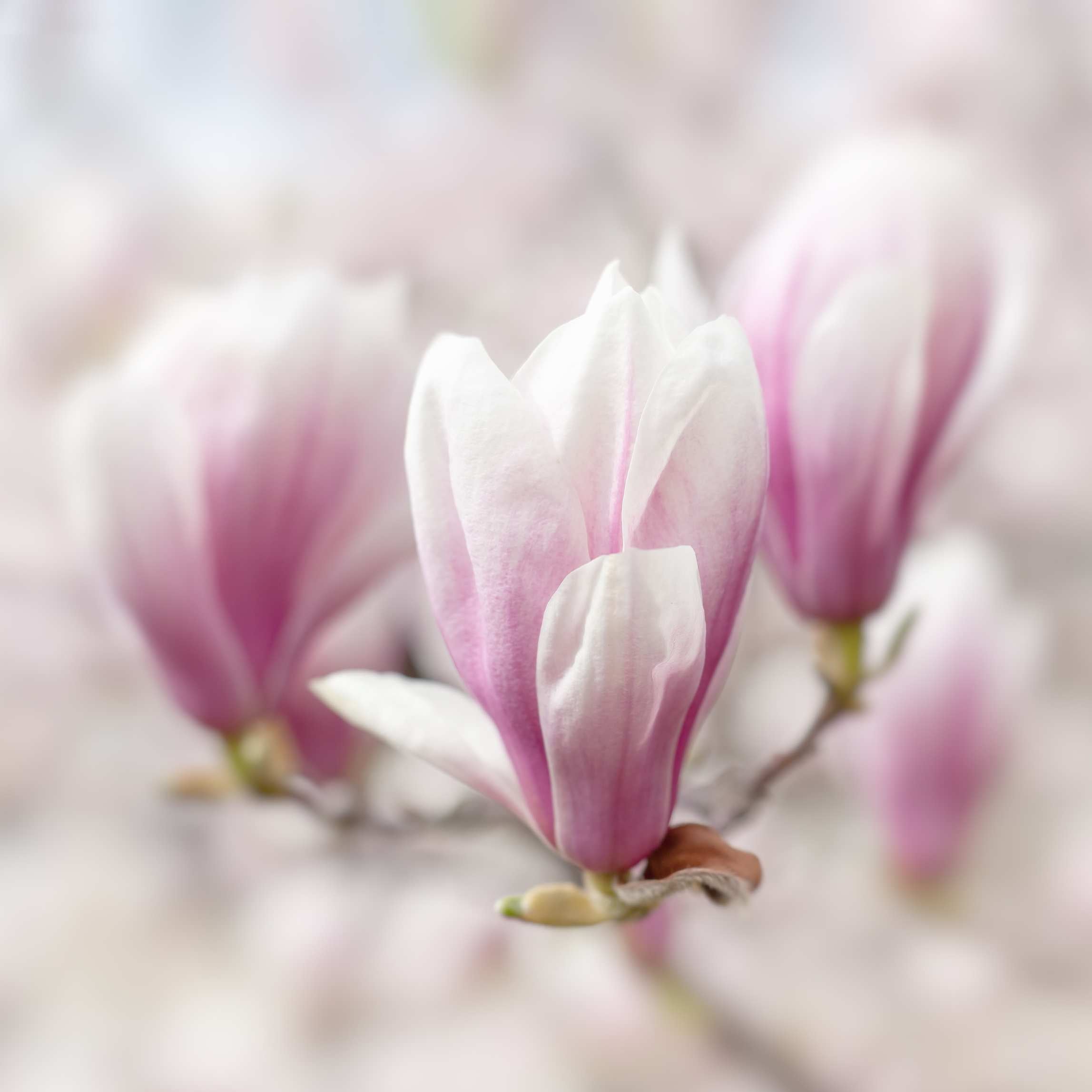 100Pcs Magnolia Flower Seeds Pack