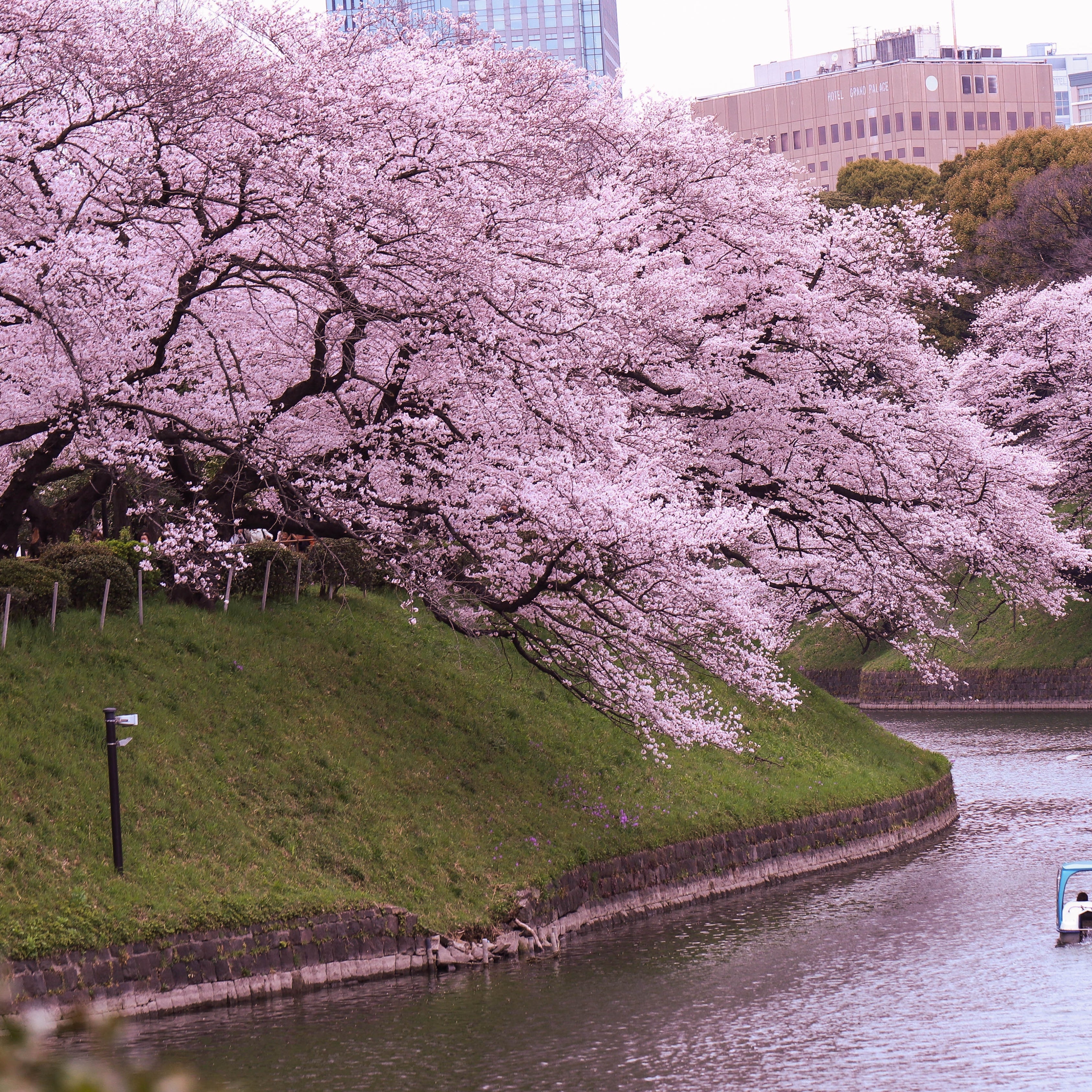 10Pcs Japanese Sakura Cherry Blossom Plant Seeds