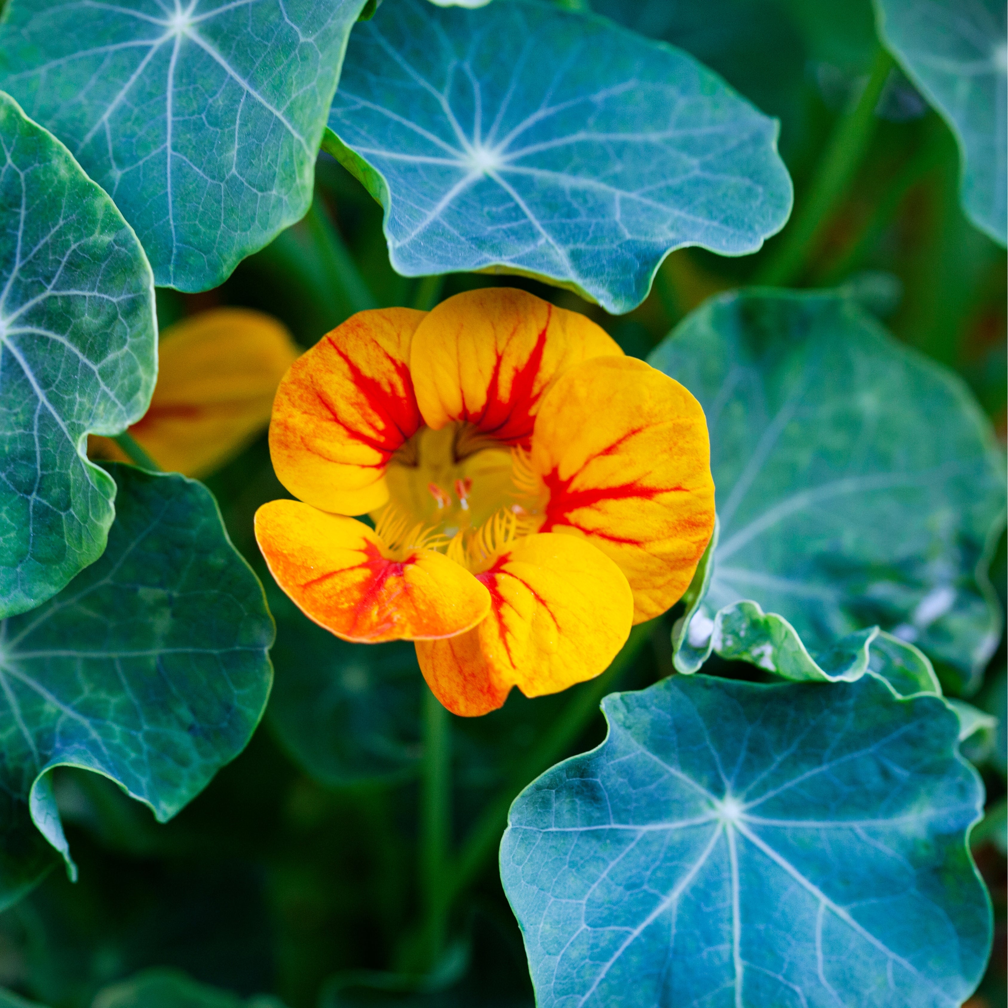 100Pcs Nasturtium Flower Seeds Pack