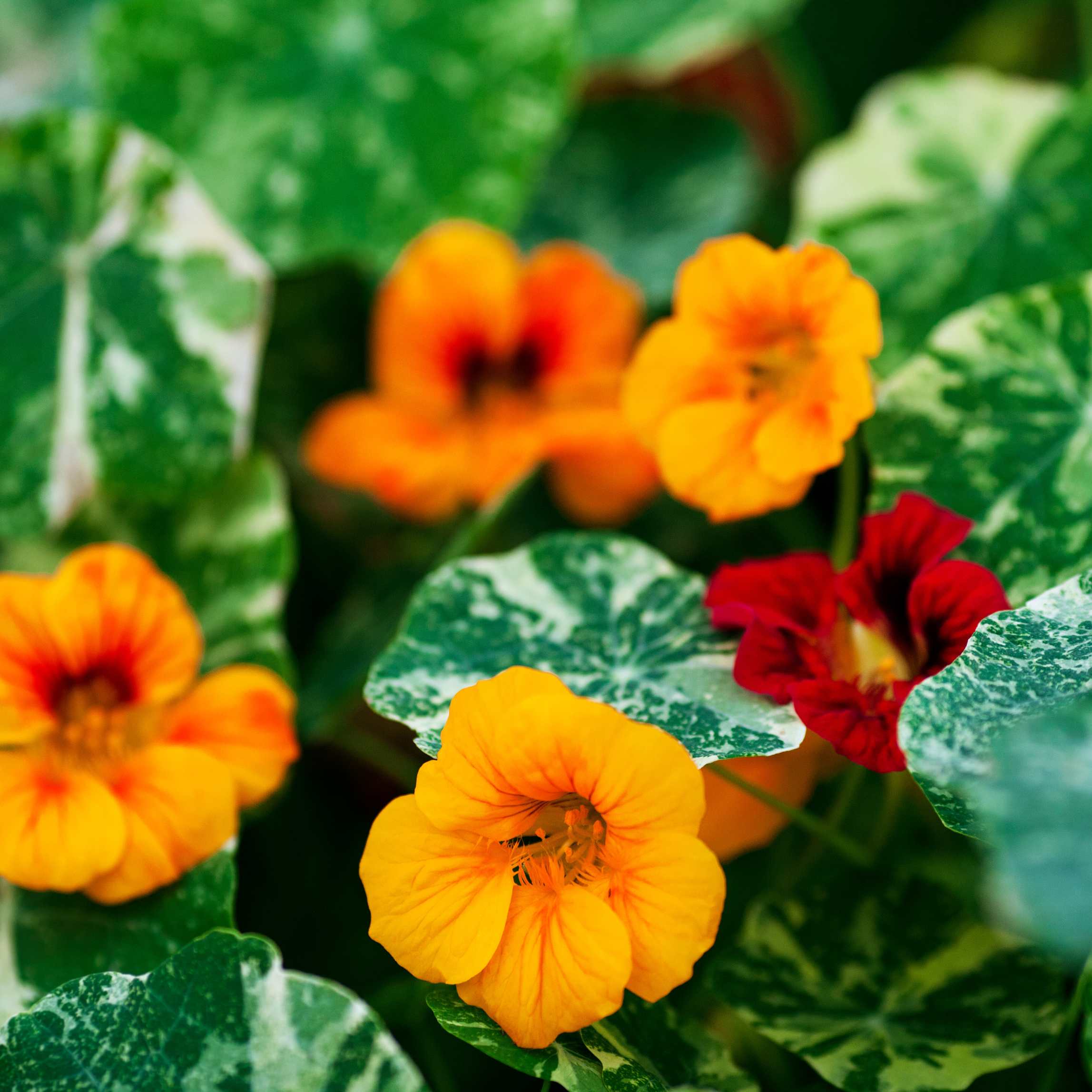 100Pcs Nasturtium Flower Seeds Pack