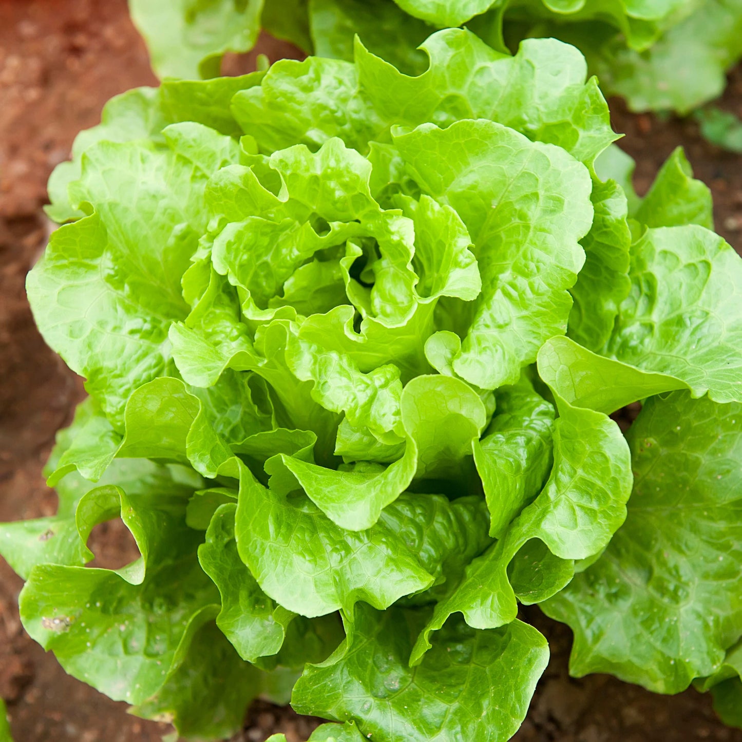 100Pcs Organic Lettuce Seeds