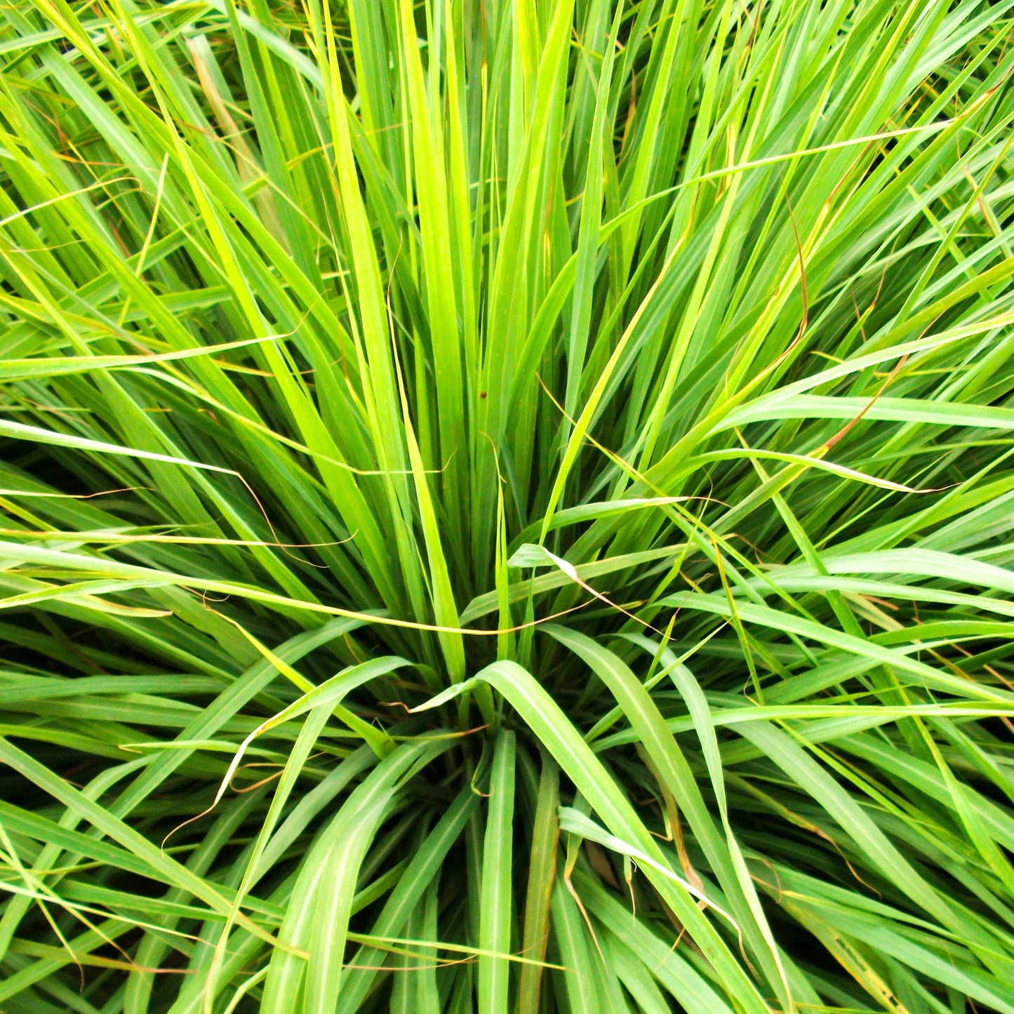 100Pcs Lemon Grass Ornamental Grass Seeds