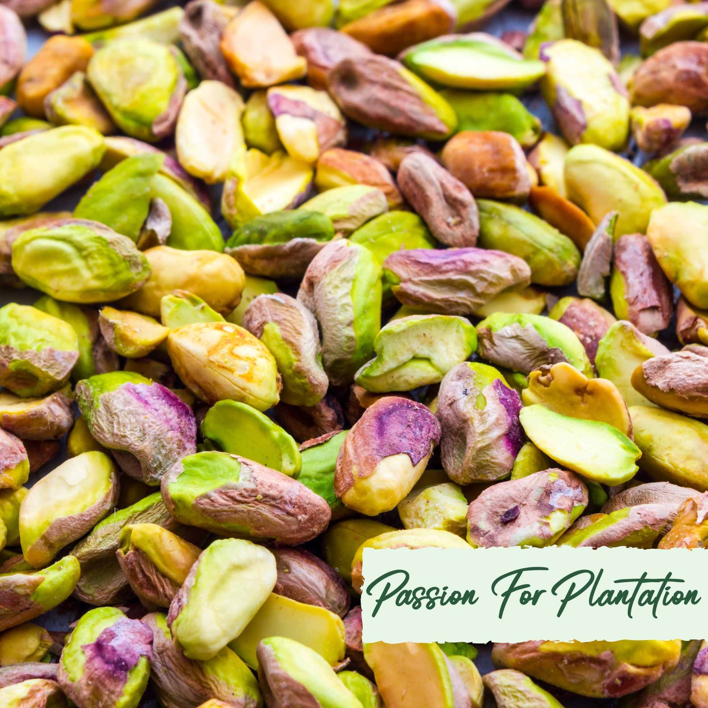 Organic Pistachio Tree Seeds, Non-GMO