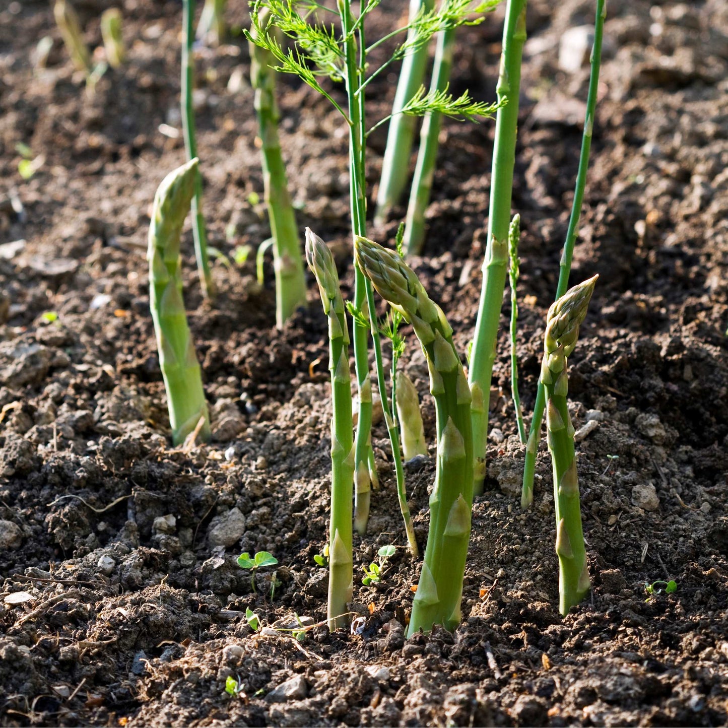 100Pcs Organic Asparagus Plant Seeds